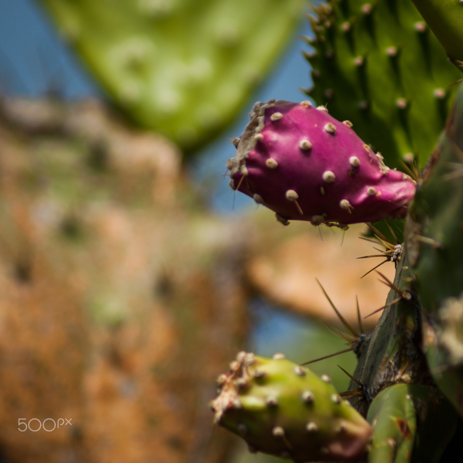 Sony Alpha DSLR-A380 sample photo. Violet tuna photography