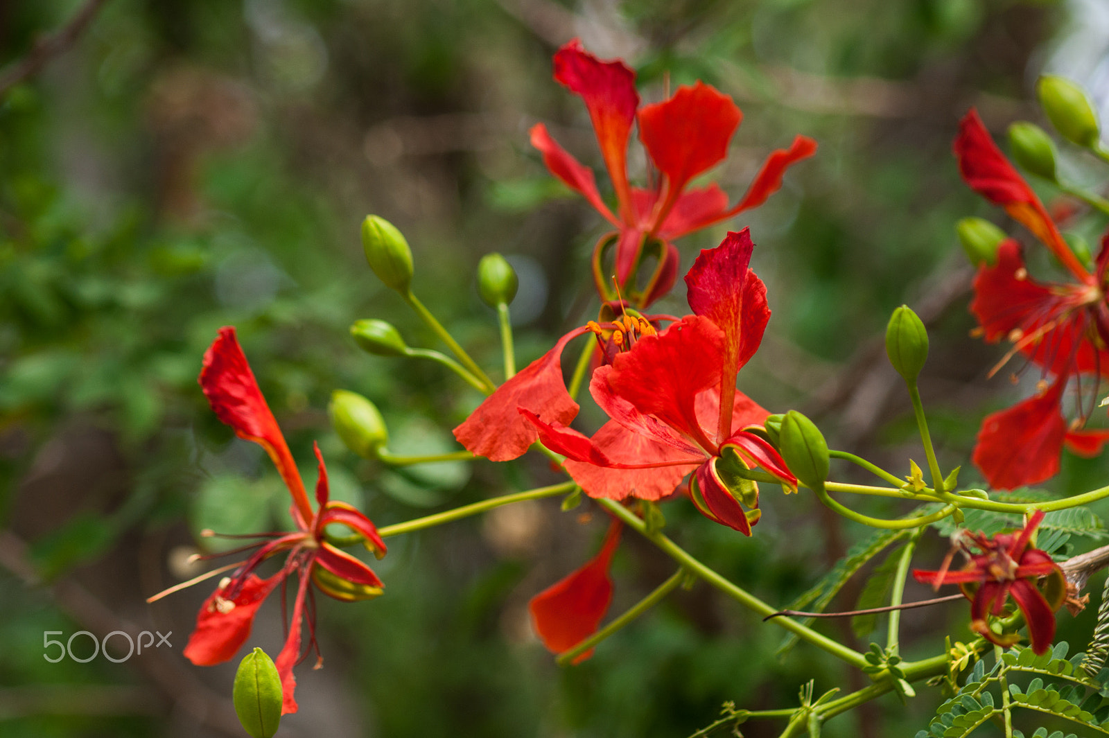 Sony Alpha DSLR-A380 sample photo. Orange wild flower photography