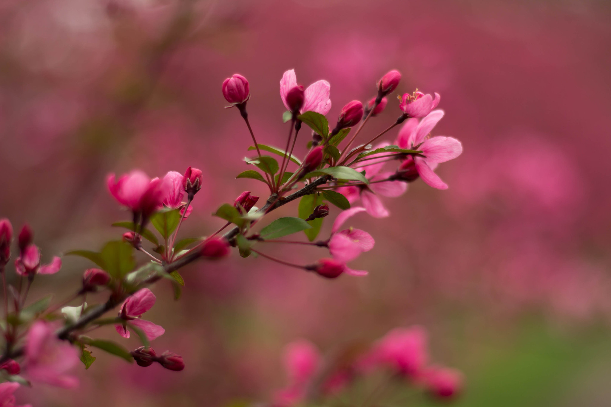 Canon EF 50mm F1.8 II sample photo. Bokeh 4 photography