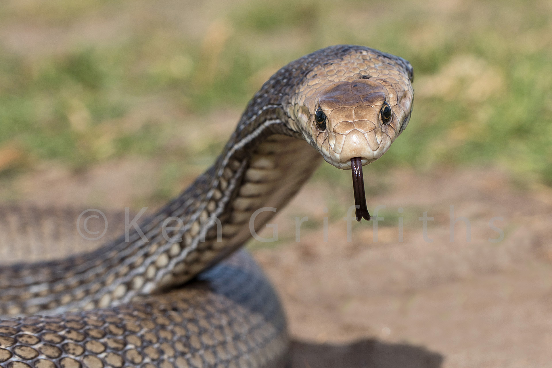 Canon EOS 7D Mark II + Canon EF 100mm F2.8L Macro IS USM sample photo. Eastern brown snake photography