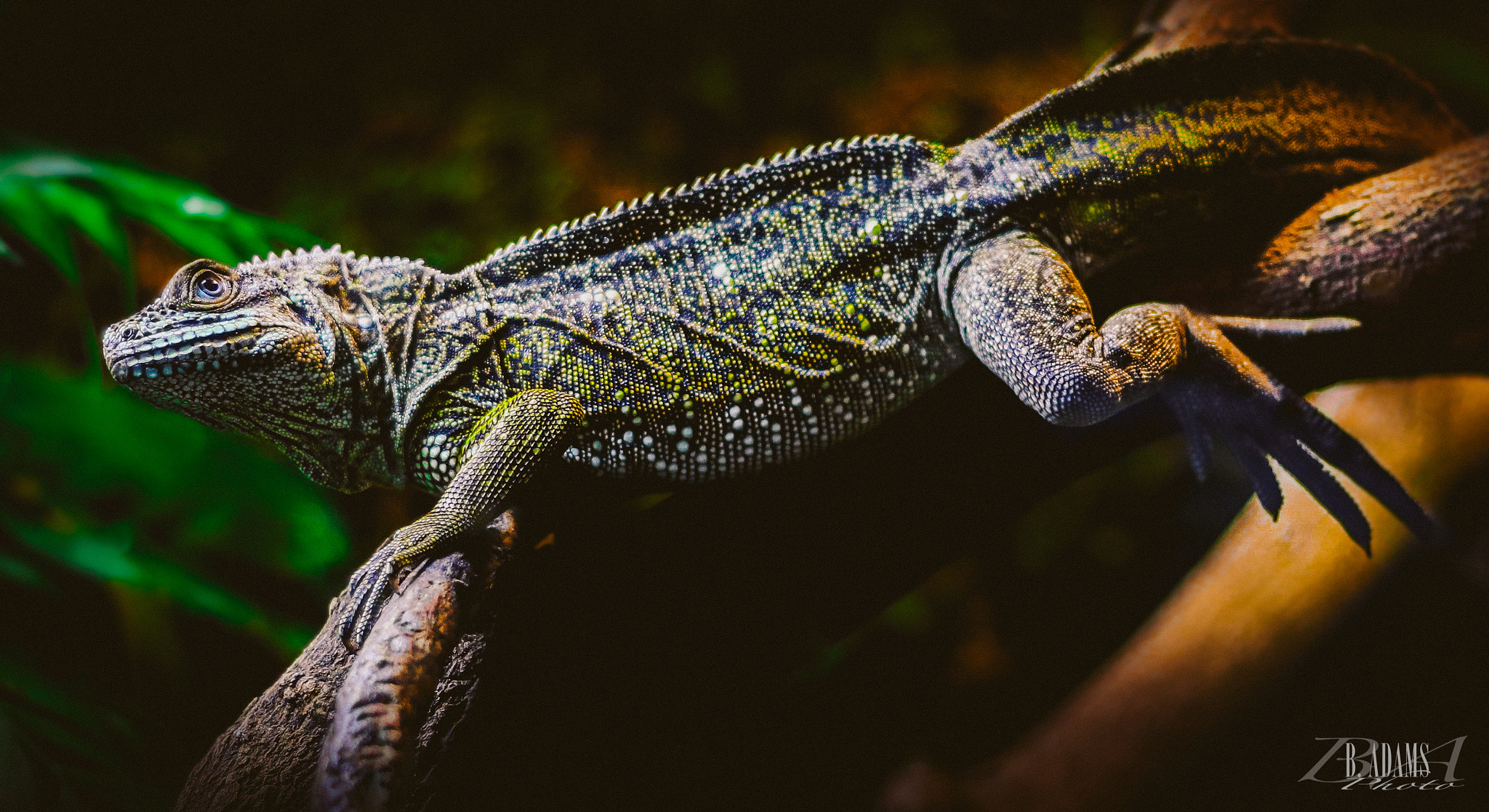 Canon EOS 80D + Canon EF 50mm F1.8 II sample photo. Iguana at living planet aquarium  photography