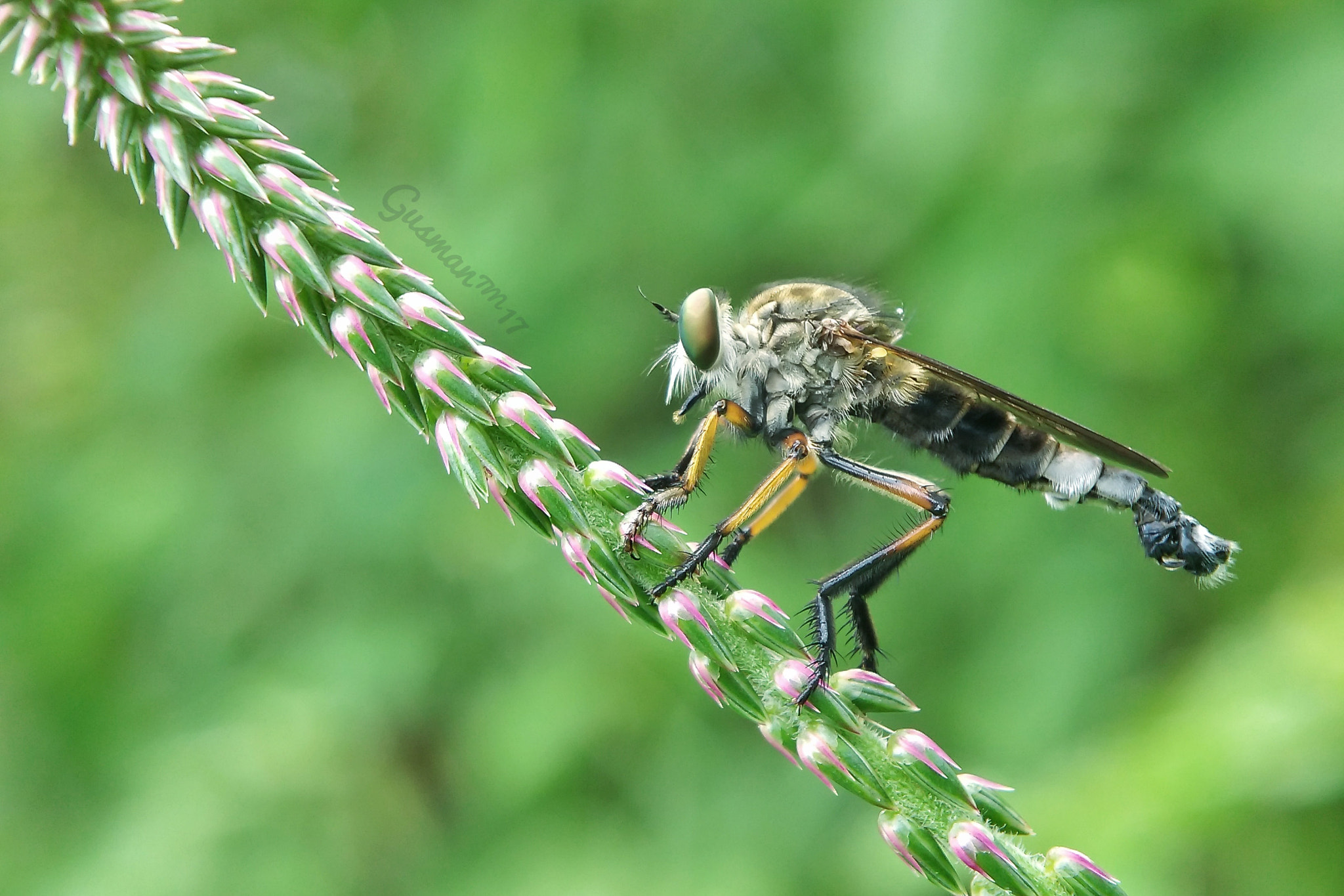 Xiaomi MI4 sample photo