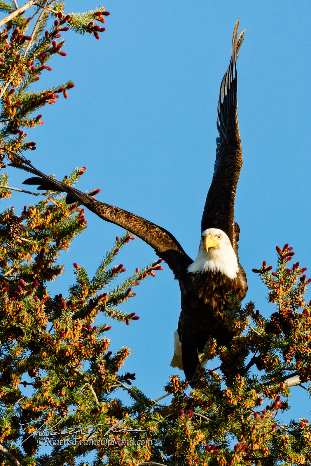 Canon EOS 5DS + Canon EF 600mm F4L IS II USM sample photo. 267. bald eagle lifting off into the sunset photography