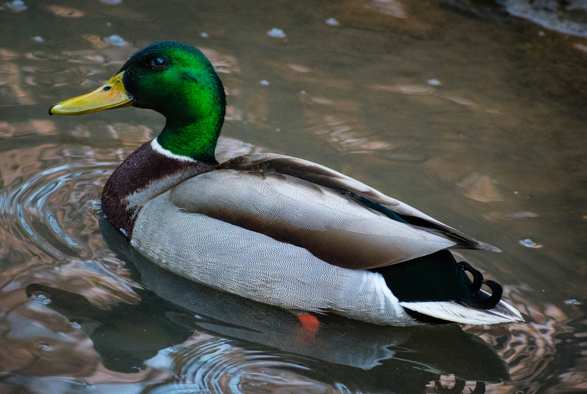 Nikon AF-S Nikkor 70-200mm F2.8G ED VR II sample photo. Curious mallard photography