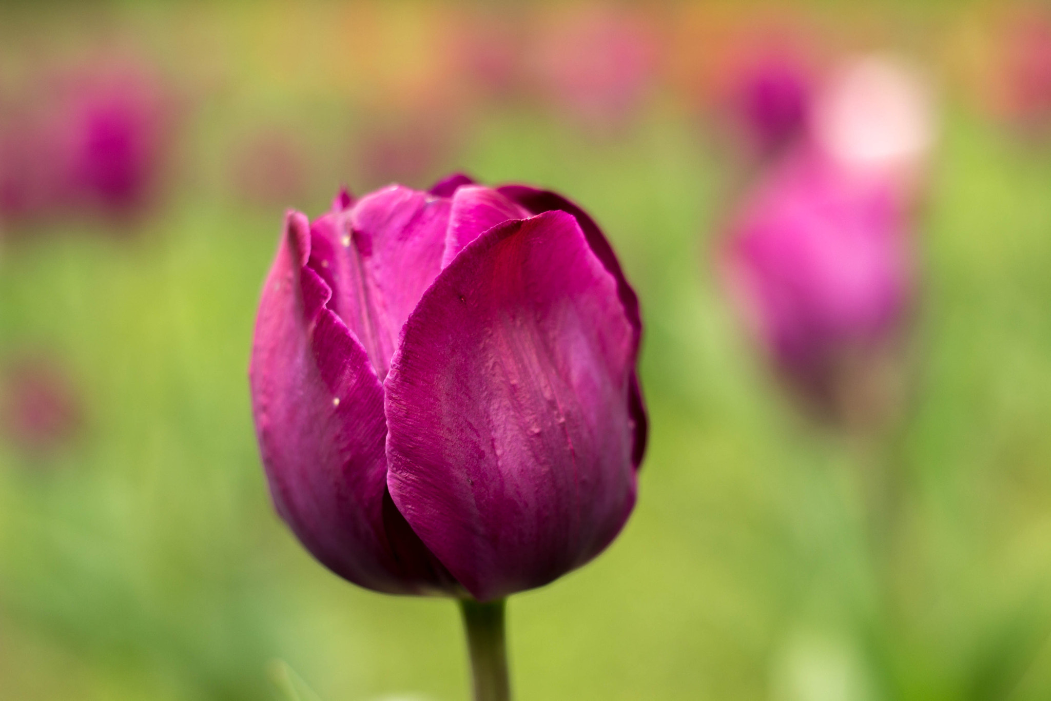 Canon EF 50mm F1.8 II sample photo. Tulip 1 photography