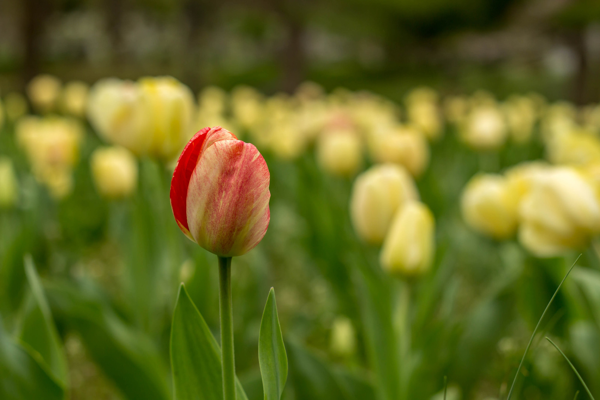 Canon EF 50mm F1.8 II sample photo. Stand out photography