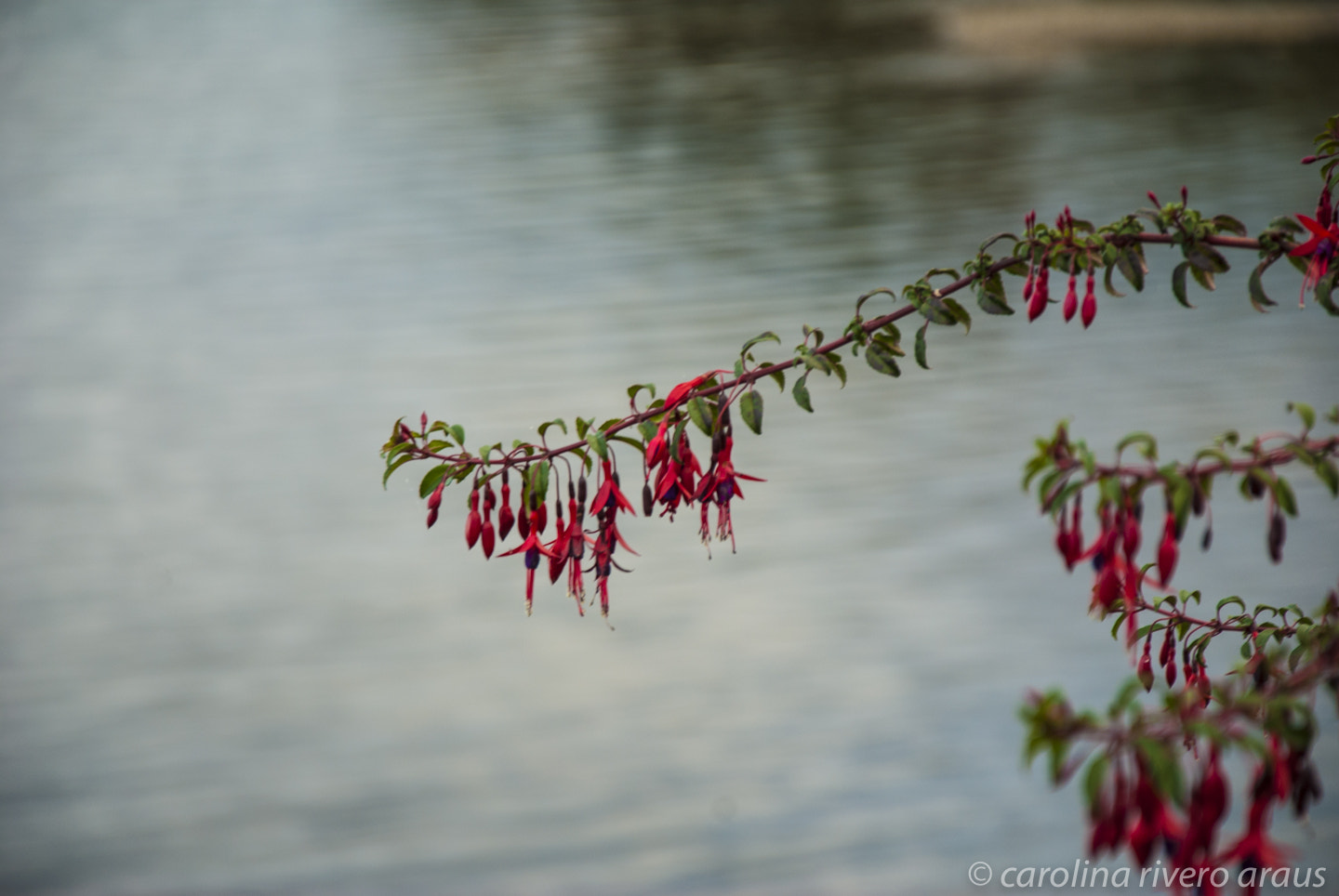 Nikon D80 sample photo. Flowers photography