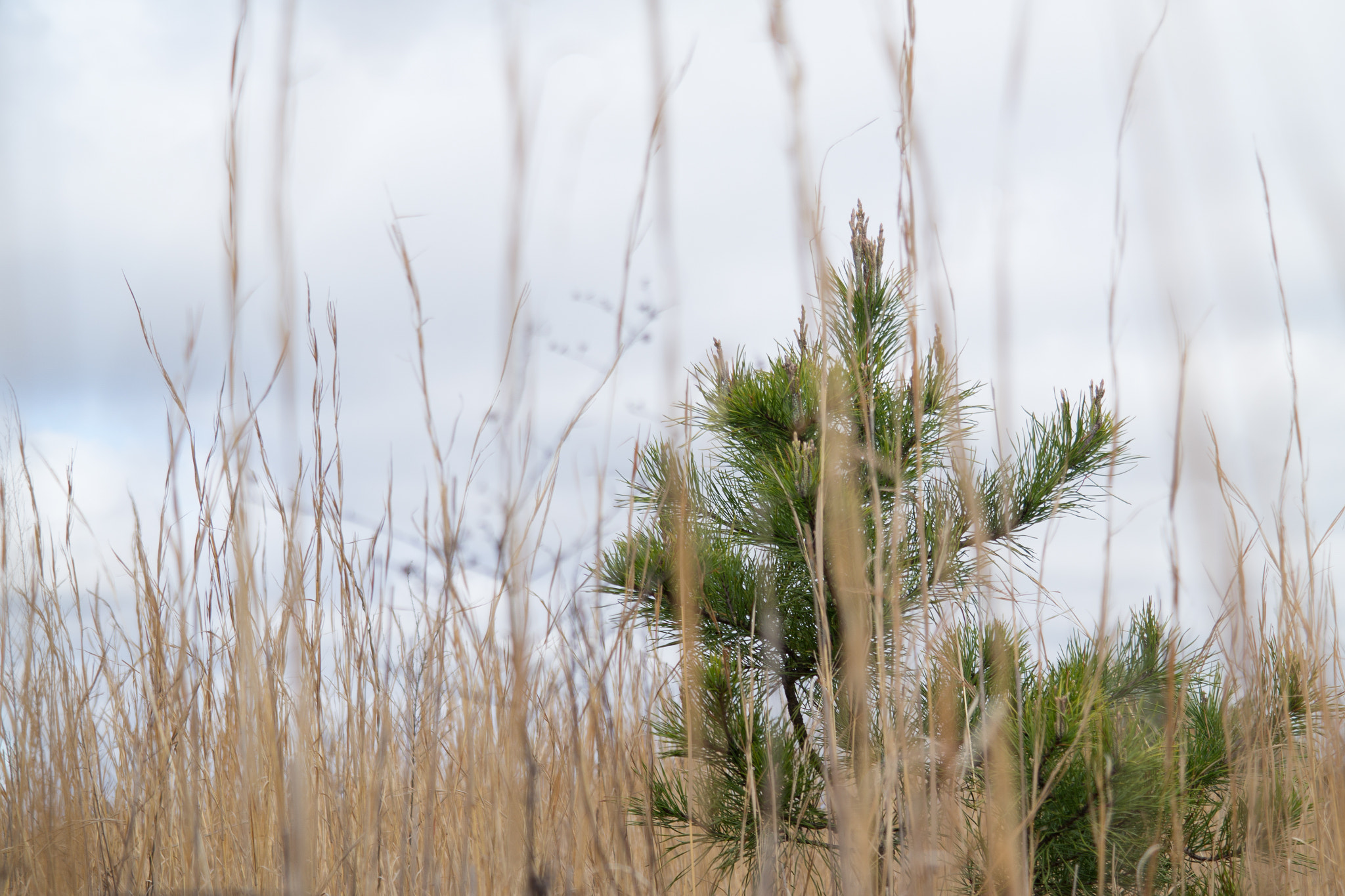 Samsung NX300 sample photo. Charlie brown spring photography