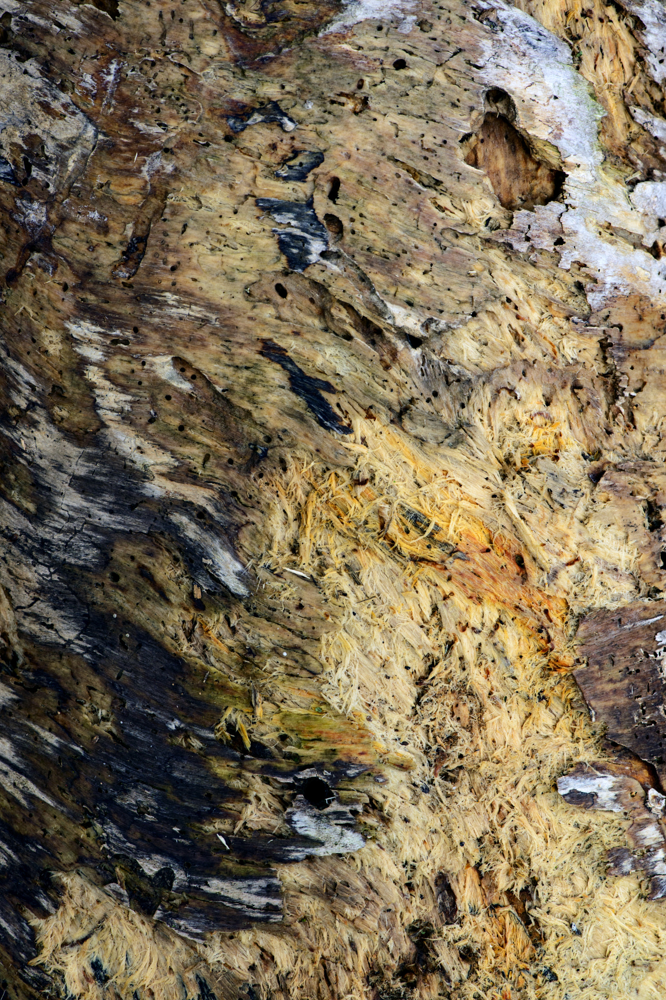 Nikon AF-S Micro-Nikkor 105mm F2.8G IF-ED VR sample photo. Touched by fire photography