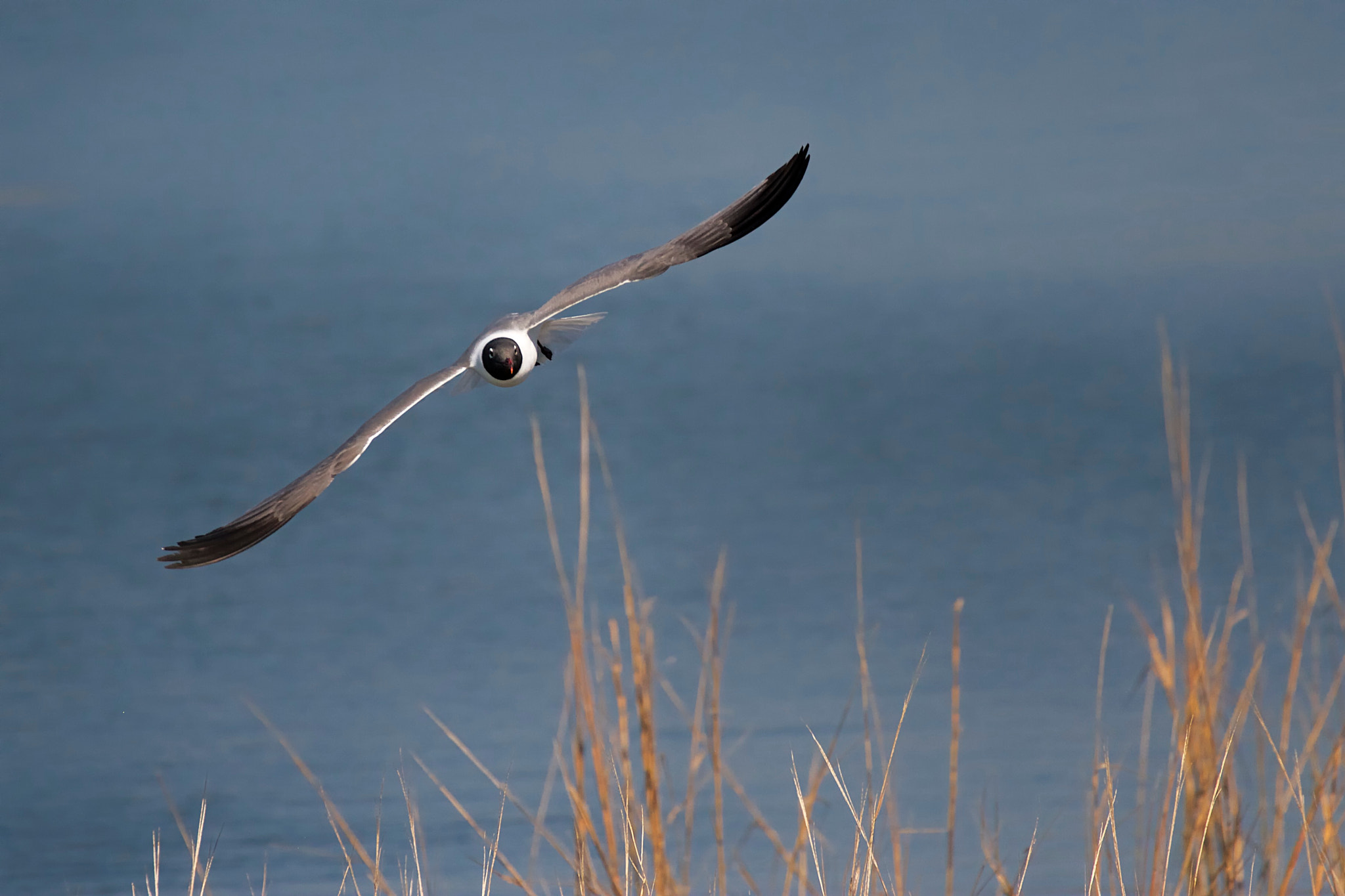 Canon EOS 7D sample photo. Head on - with a laughing gull photography