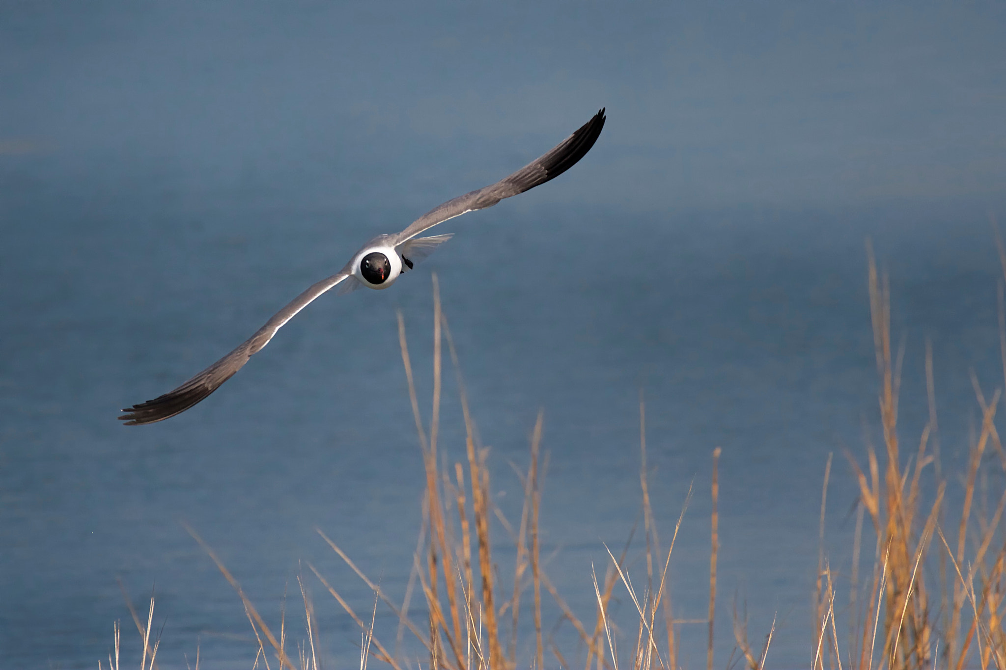 Canon EF 70-300mm F4-5.6L IS USM sample photo. Head on - with a laughing gull photography