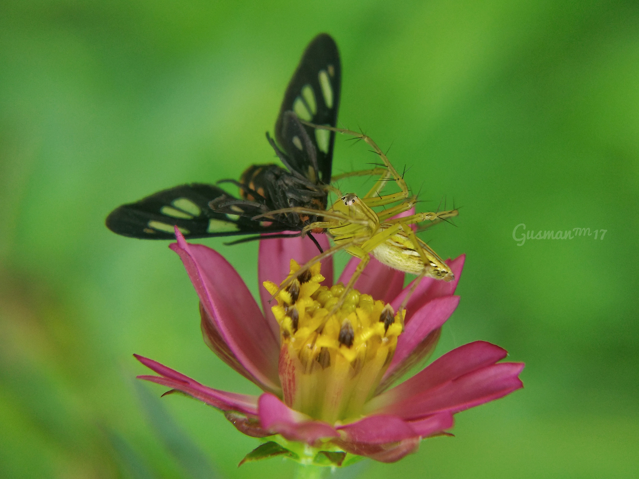 Xiaomi MI4 sample photo
