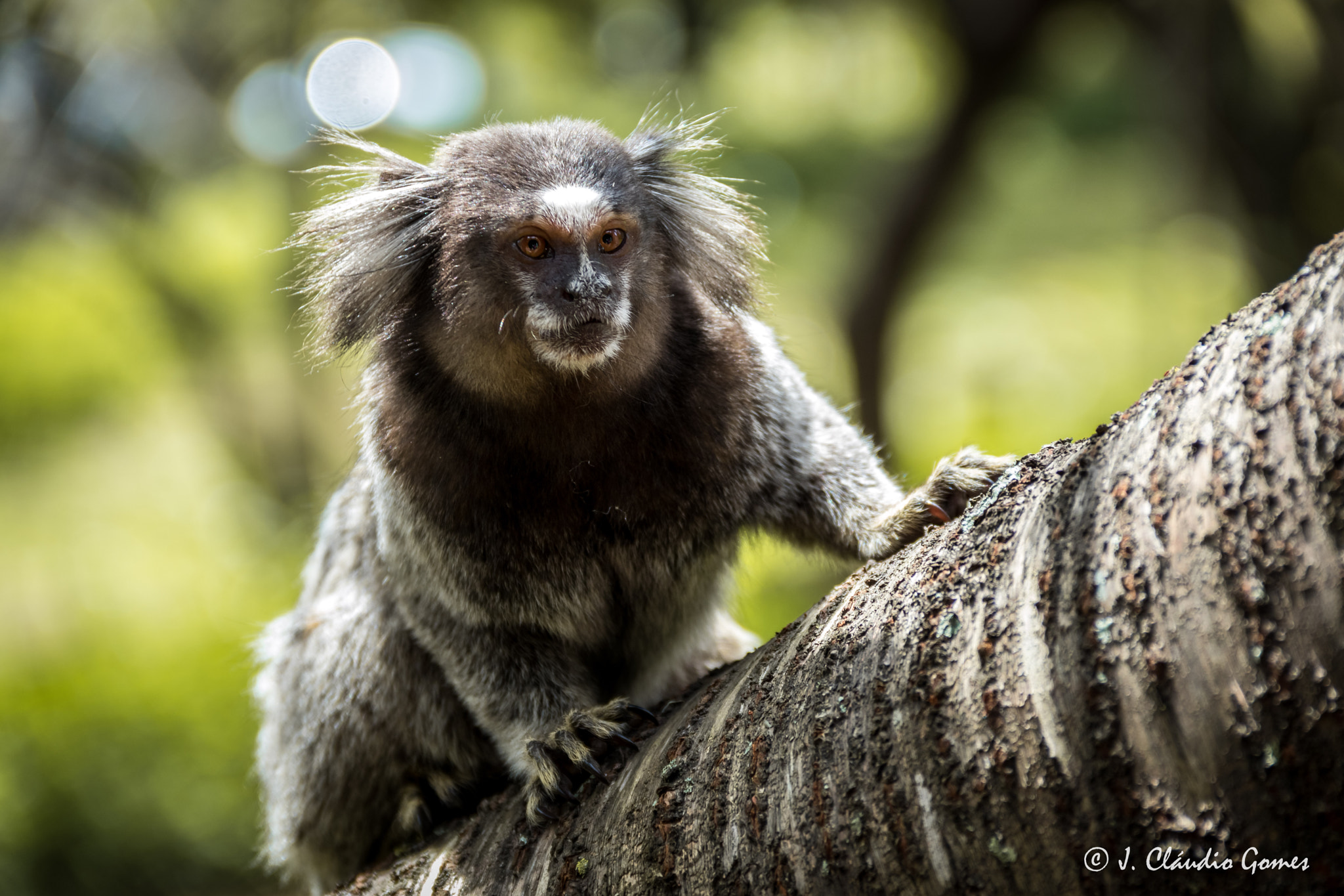 Canon EF-S 18-135mm F3.5-5.6 IS sample photo. Marmoset photography