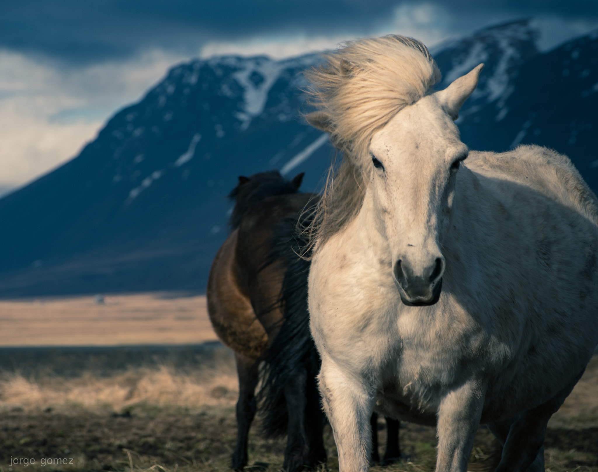 Pentax smc DA* 50-135mm F2.8 ED (IF) SDM sample photo. Horses of iceland photography