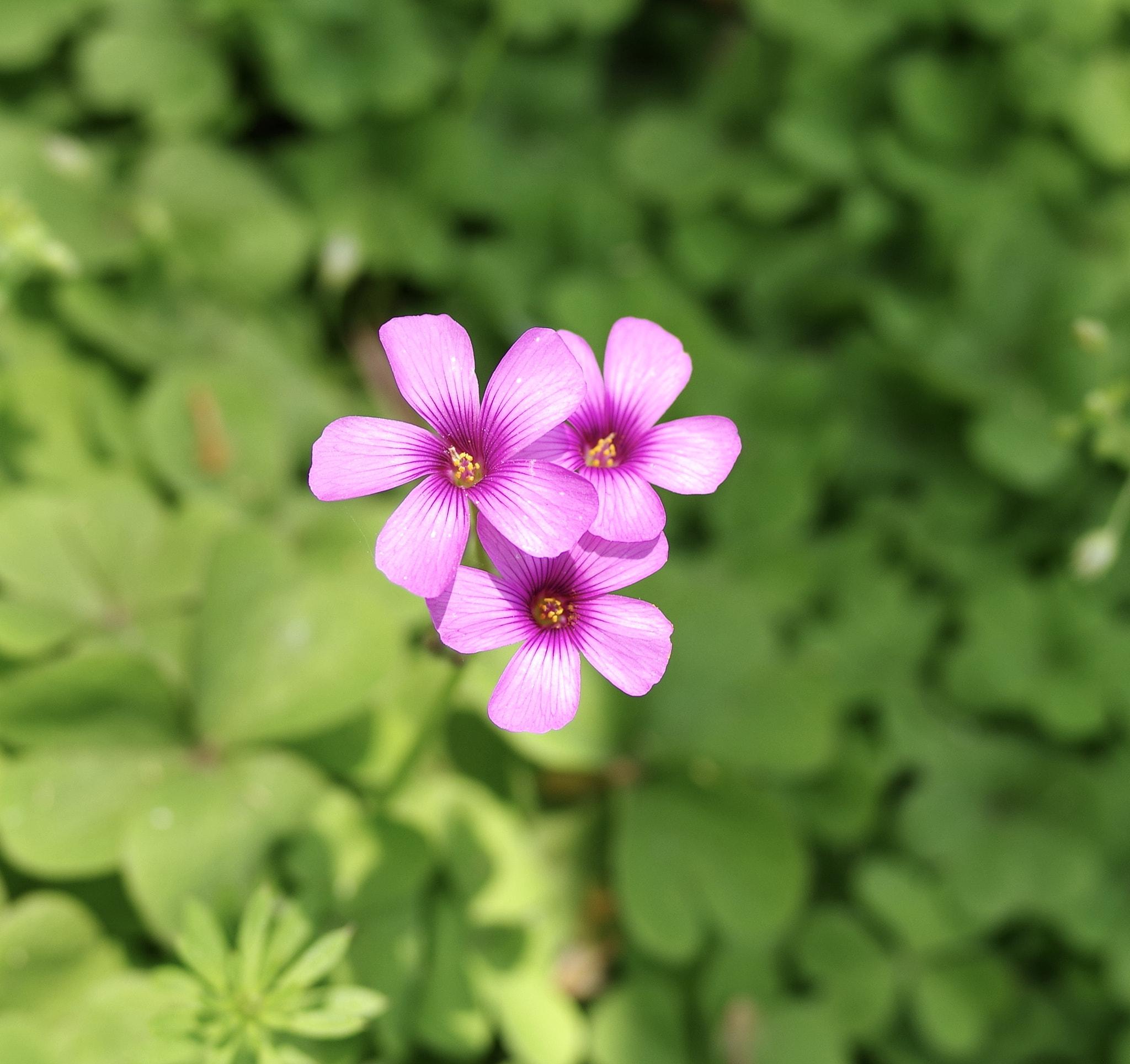 Pentax K-1 sample photo. Flower… photography