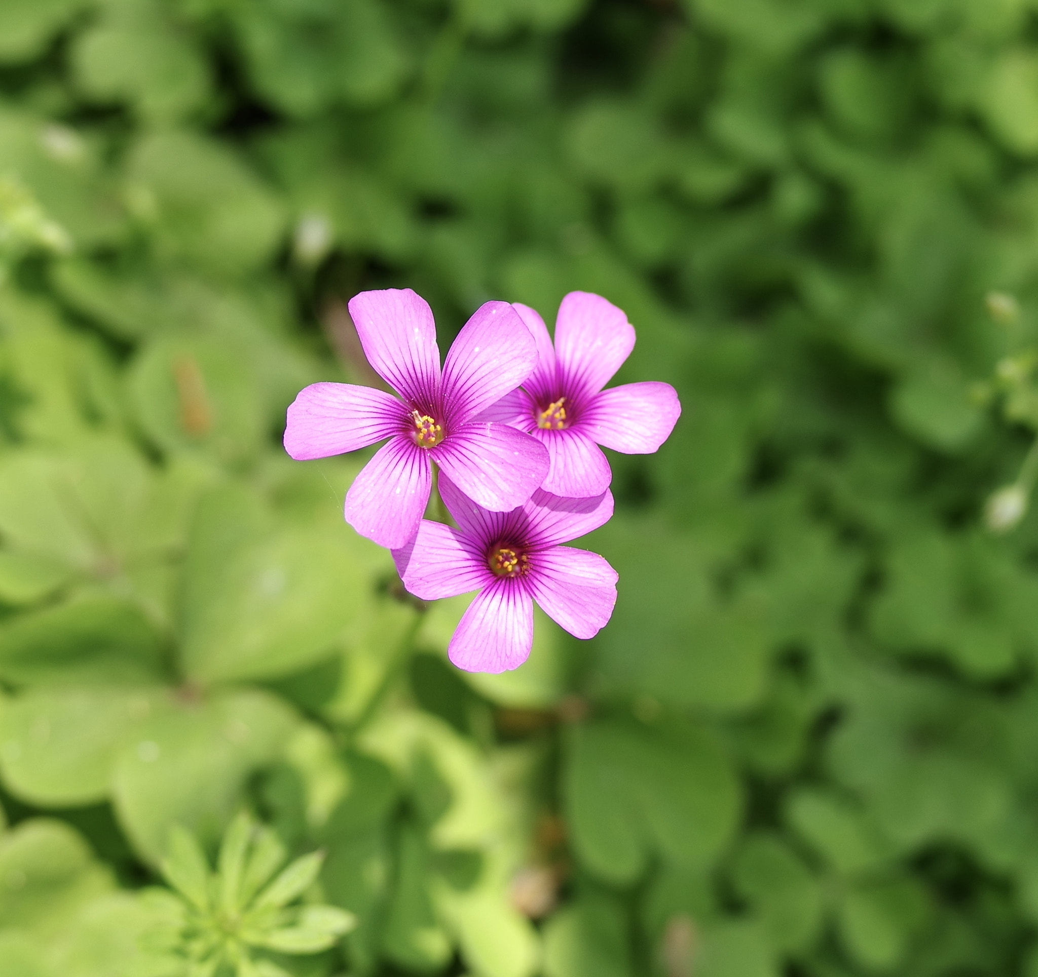 Pentax K-1 + Pentax smc FA 31mm F1.8 AL Limited sample photo. Flower… photography