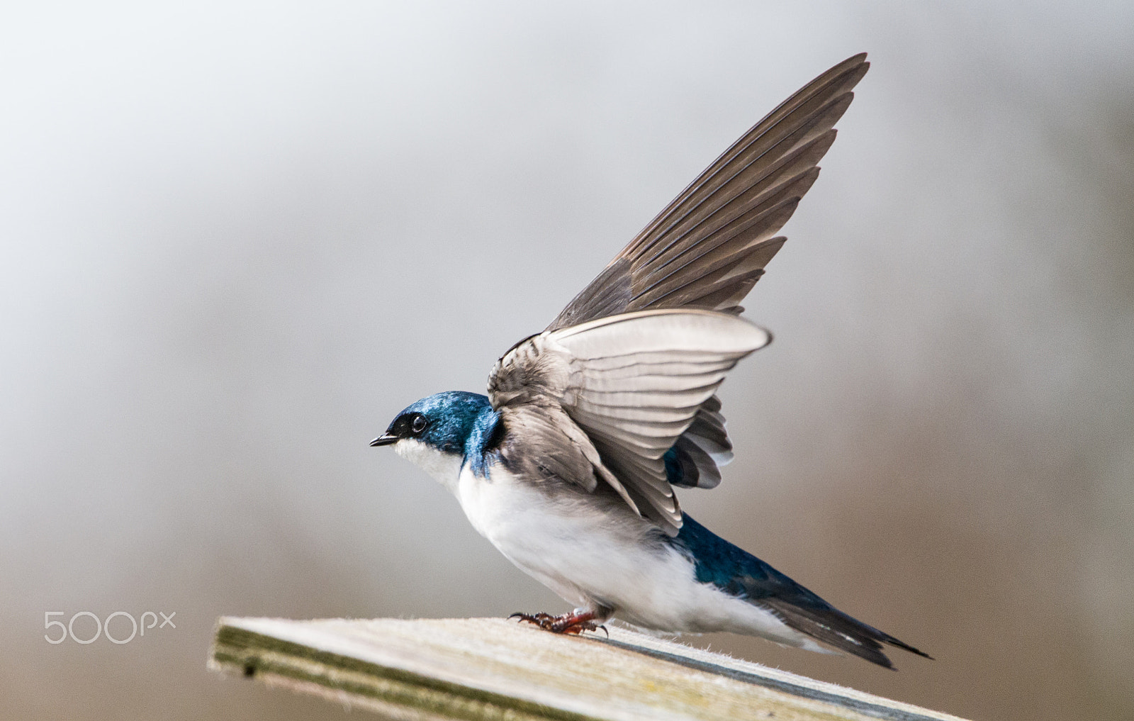 Sigma 150-600mm F5-6.3 DG OS HSM | C sample photo. Swallow photography