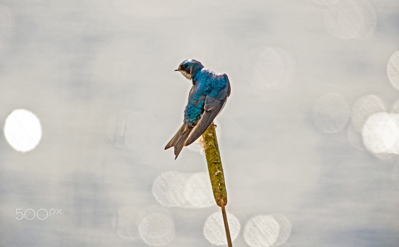Sigma 150-600mm F5-6.3 DG OS HSM | C sample photo. Swallow photography