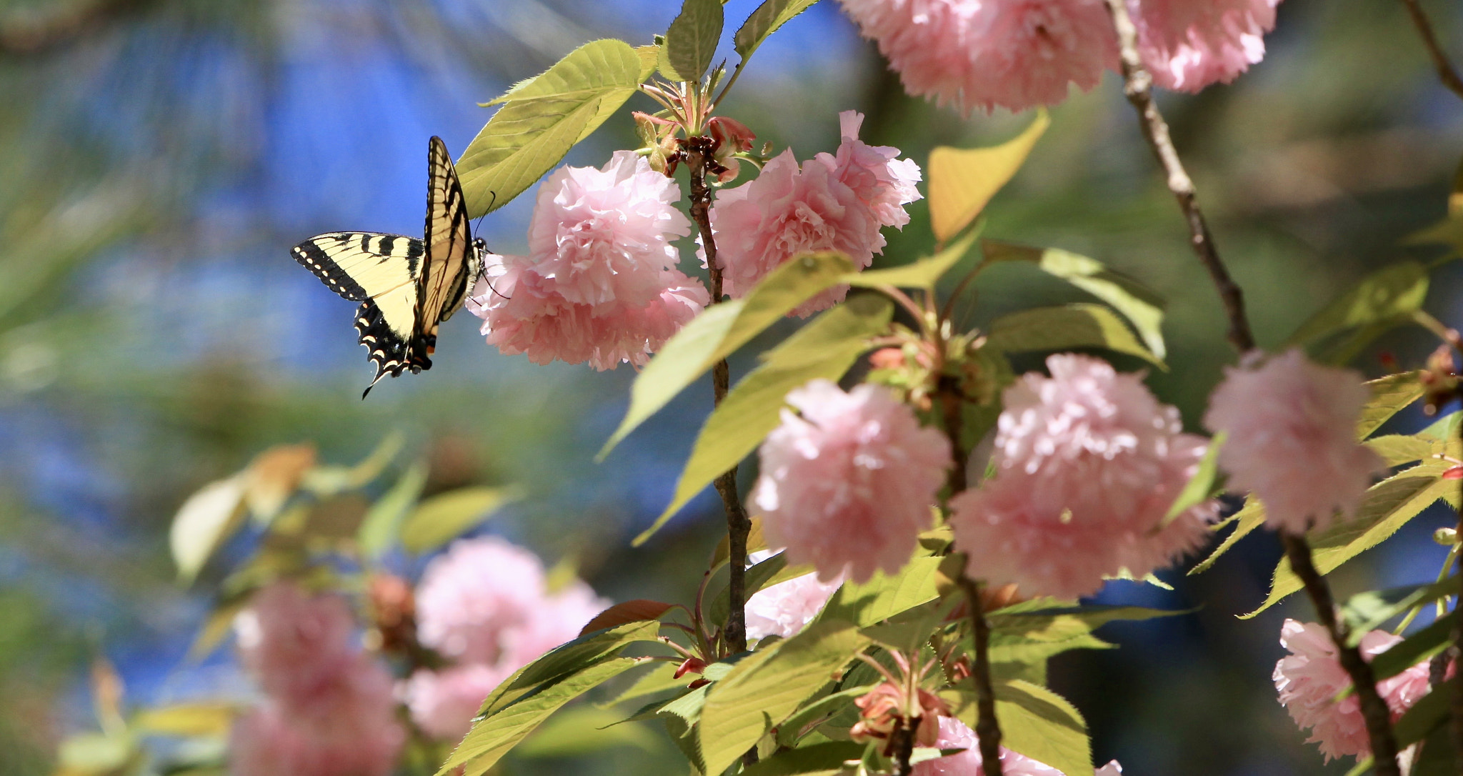 Canon EF 300mm F2.8L IS II USM sample photo