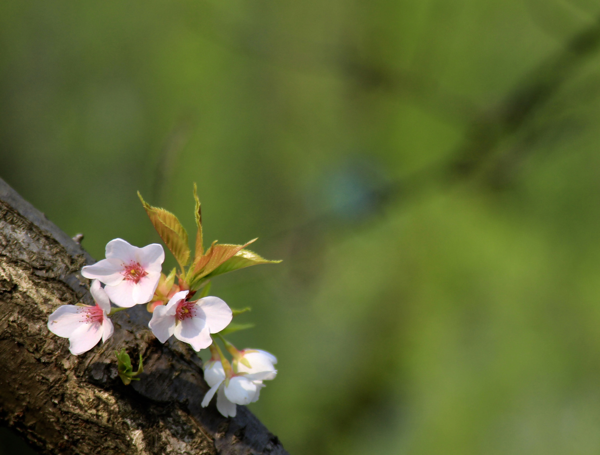 Canon EF 28-200mm F3.5-5.6 USM sample photo