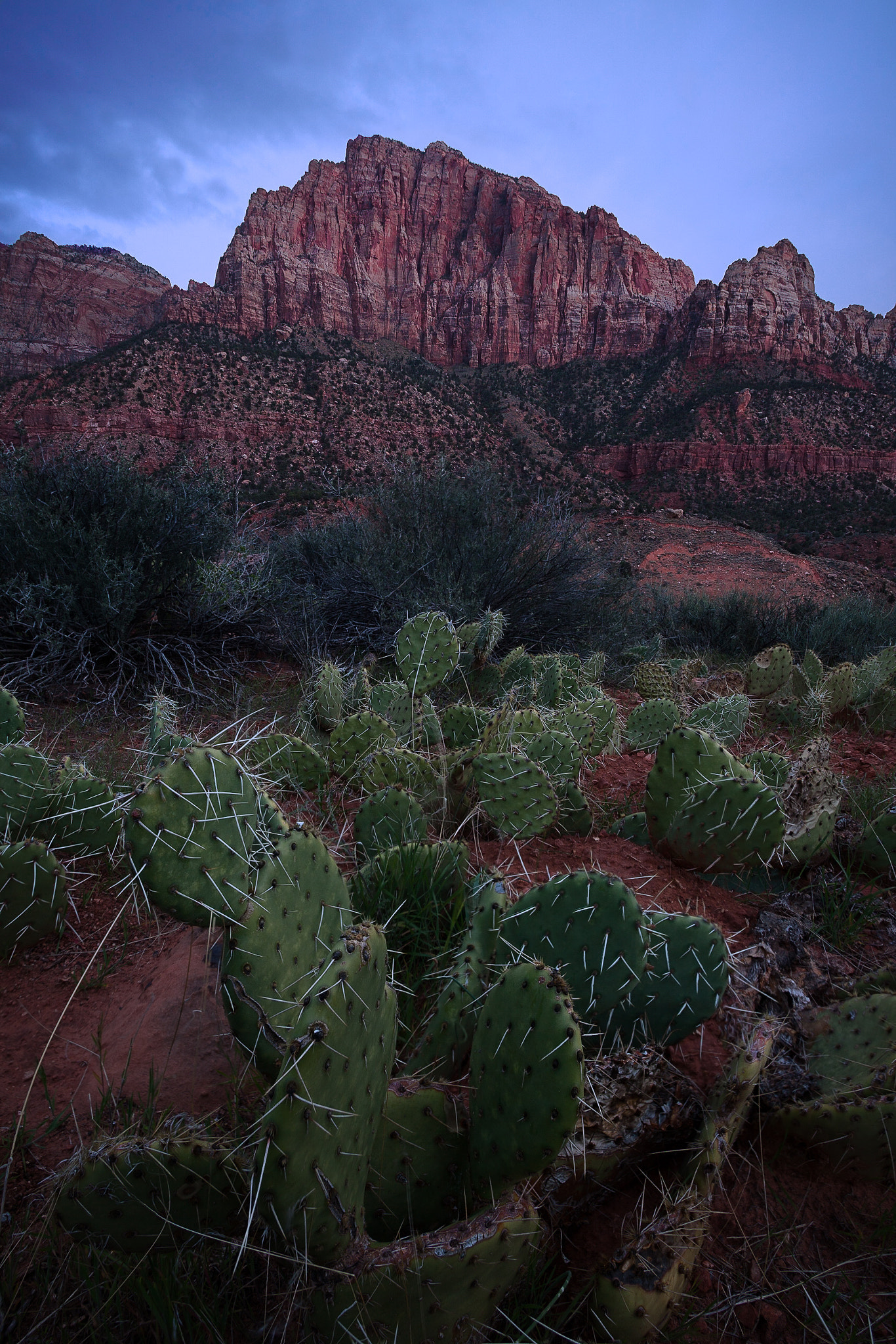 Canon EF 17-40mm F4L USM sample photo. Prickly pear photography