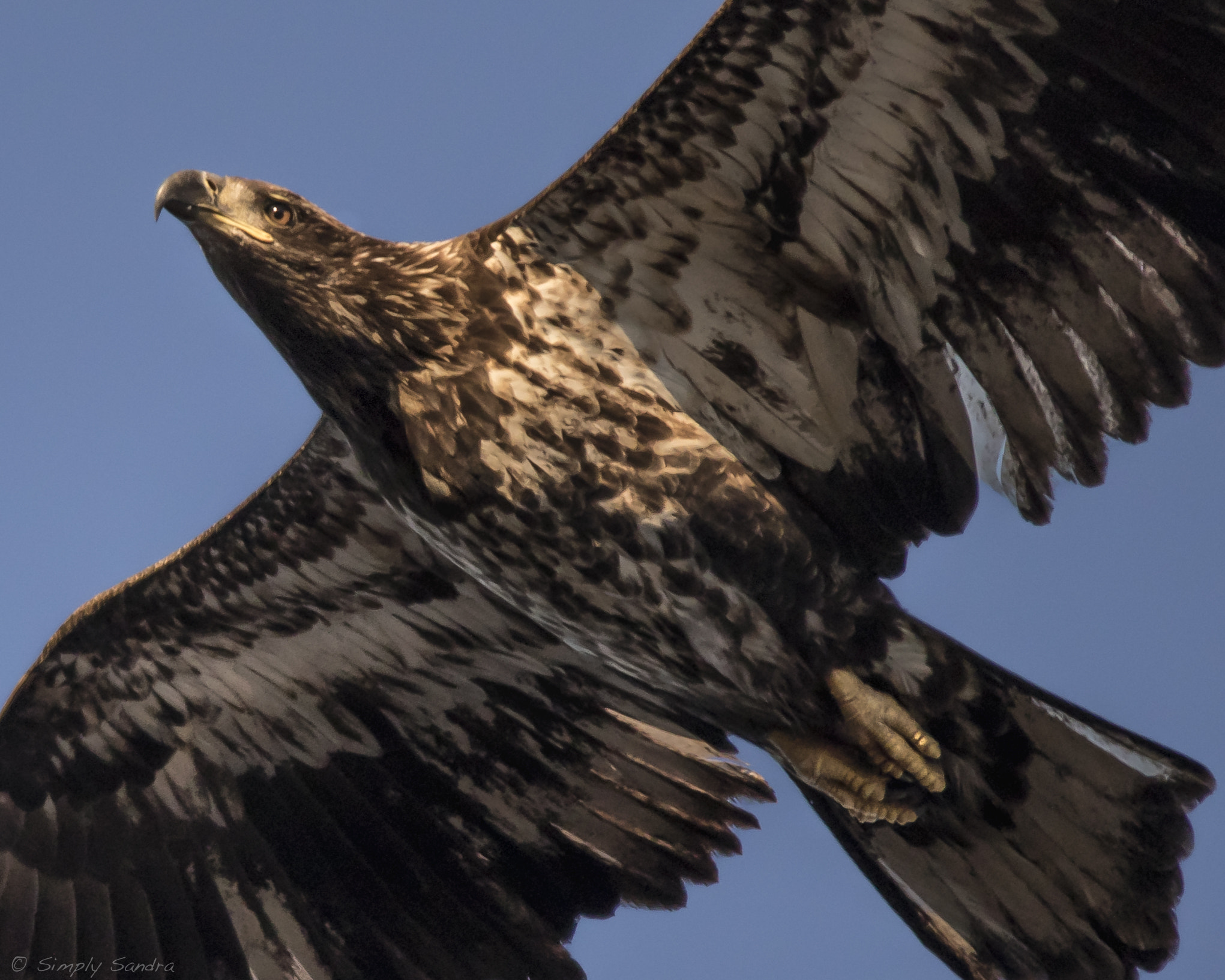 Sigma 150-500mm F5-6.3 DG OS HSM sample photo. Juvenile bald eagle photography