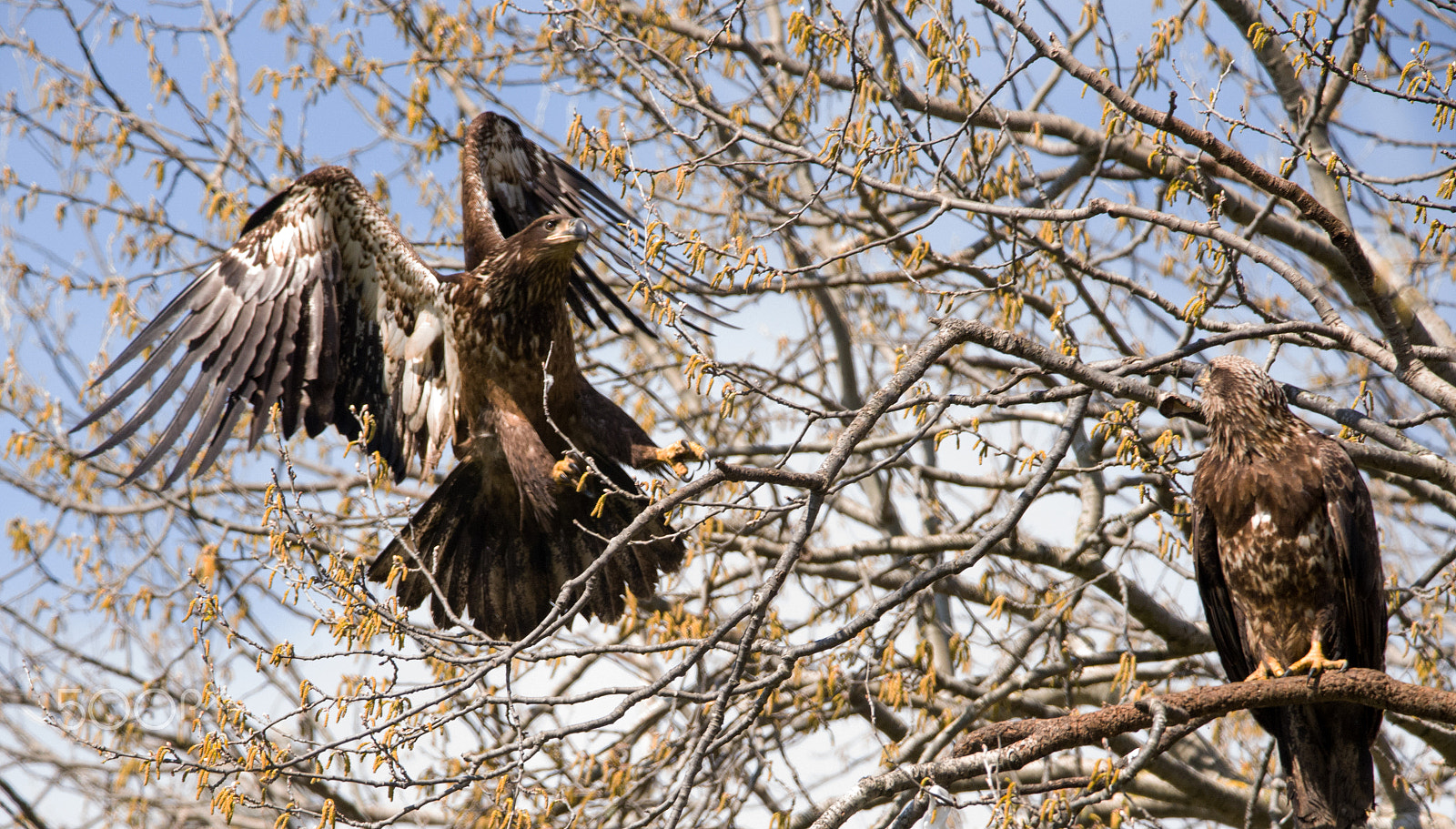 Nikon D750 + Sigma 150-600mm F5-6.3 DG OS HSM | C sample photo. Touch down photography