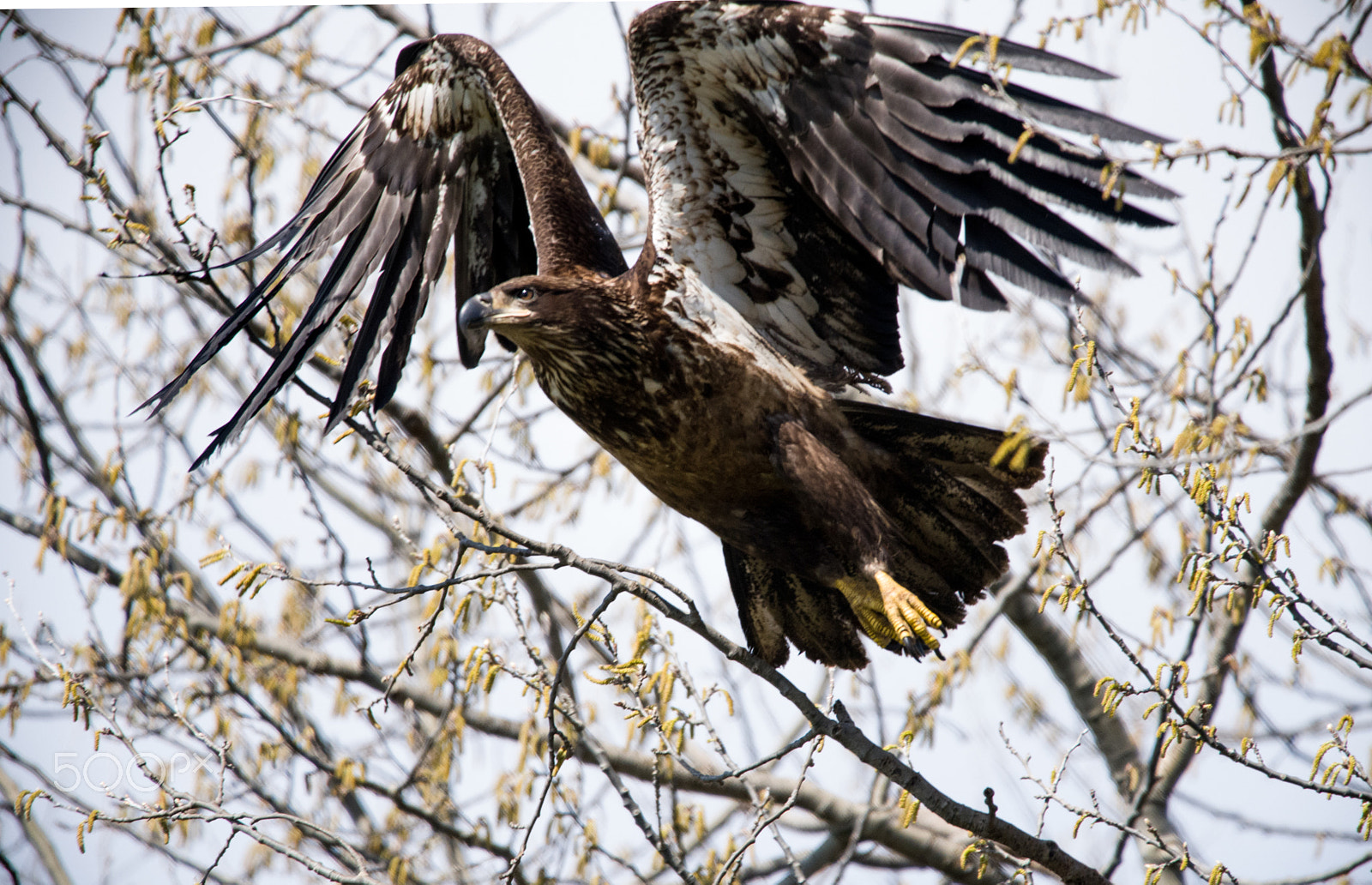 Nikon D750 + Sigma 150-600mm F5-6.3 DG OS HSM | C sample photo. Take off photography