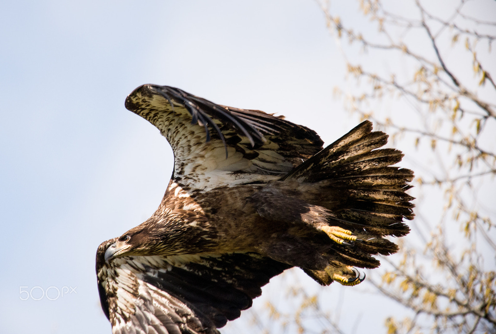 Nikon D750 + Sigma 150-600mm F5-6.3 DG OS HSM | C sample photo. Take off photography