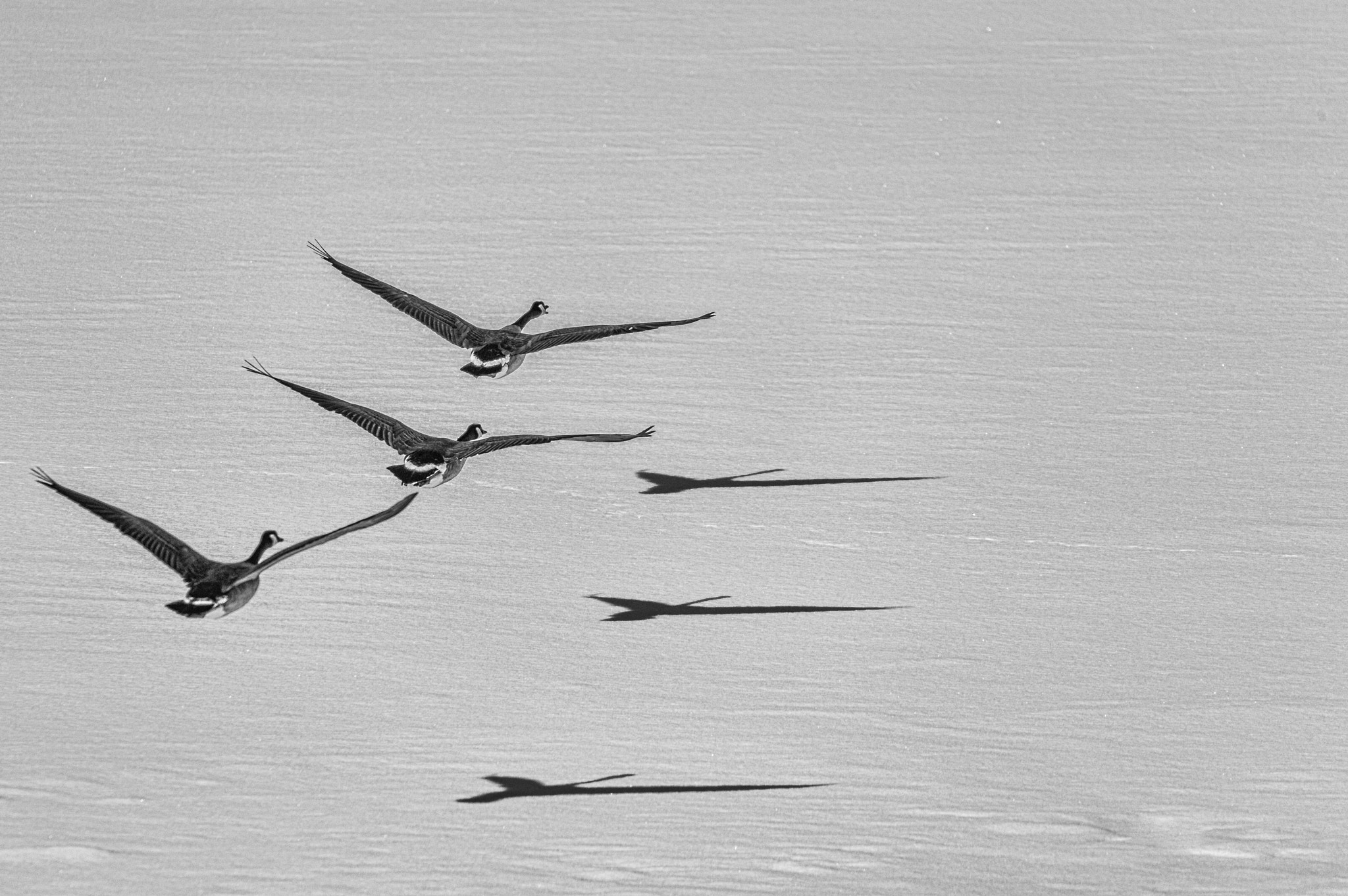 Nikon D4 sample photo. Three geese photography