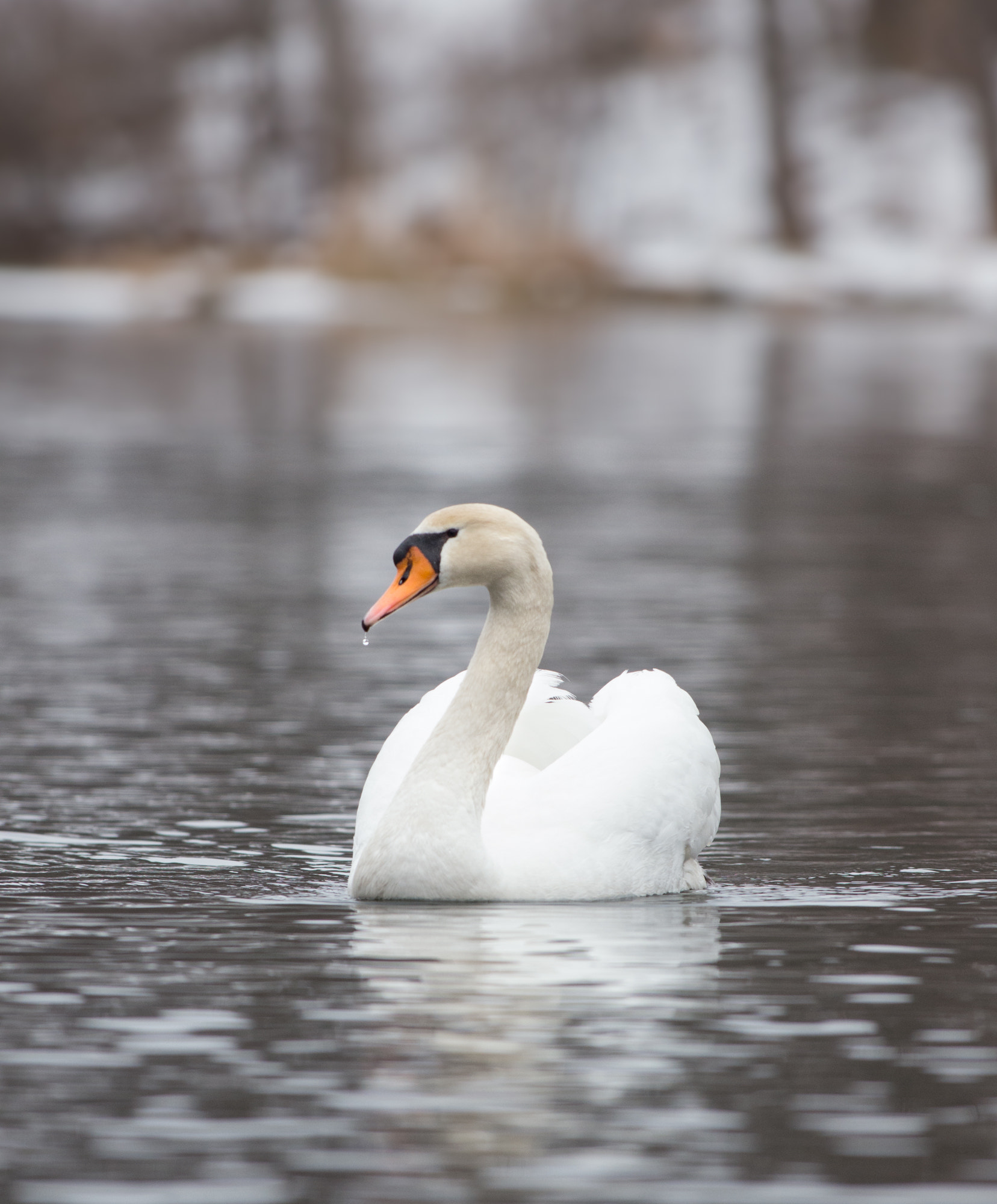 Pentax smc DA* 300mm F4.0 ED (IF) SDM sample photo. An obituary for a swan 2 photography