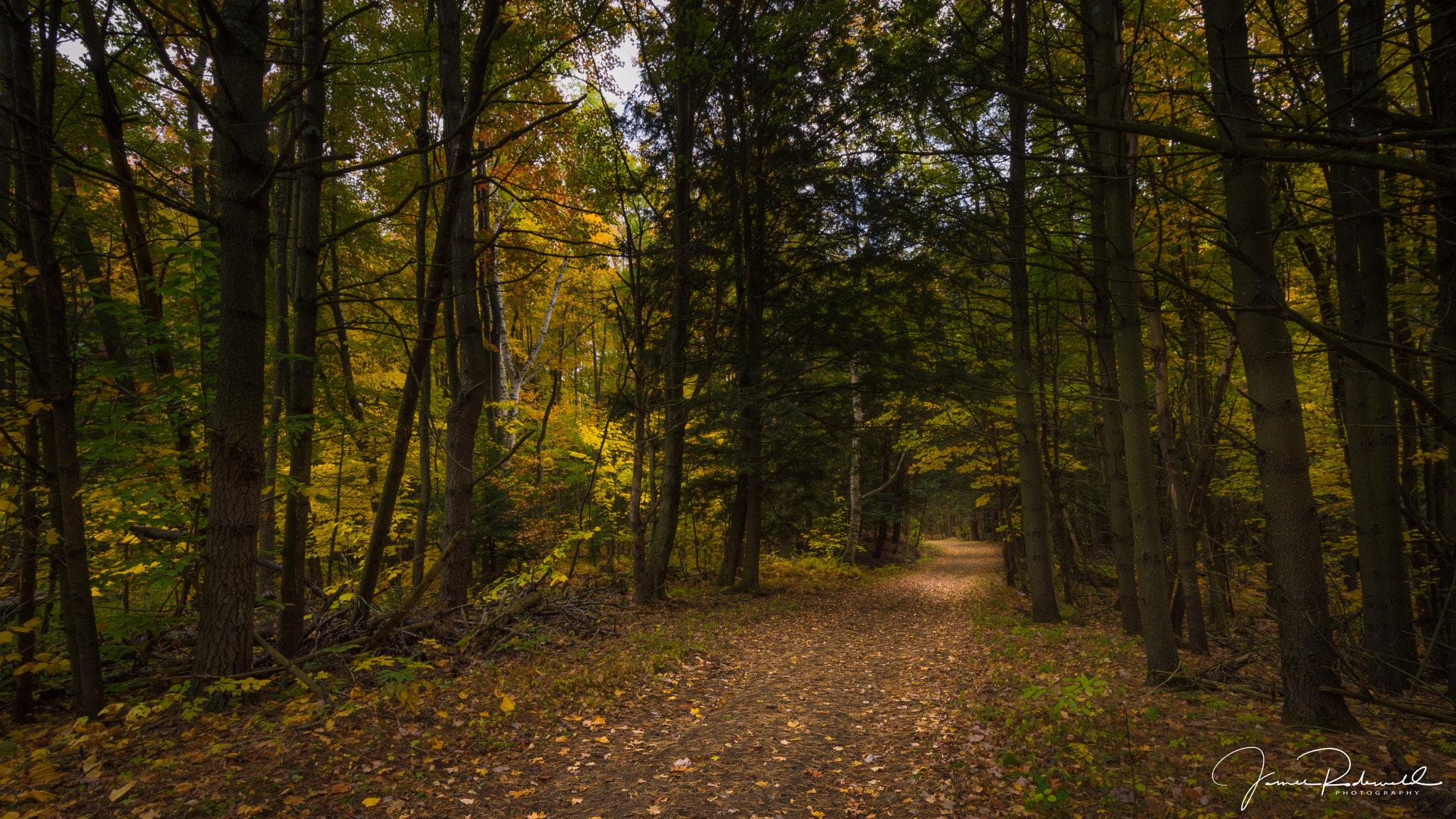 Nikon D3200 sample photo. Into the woods photography