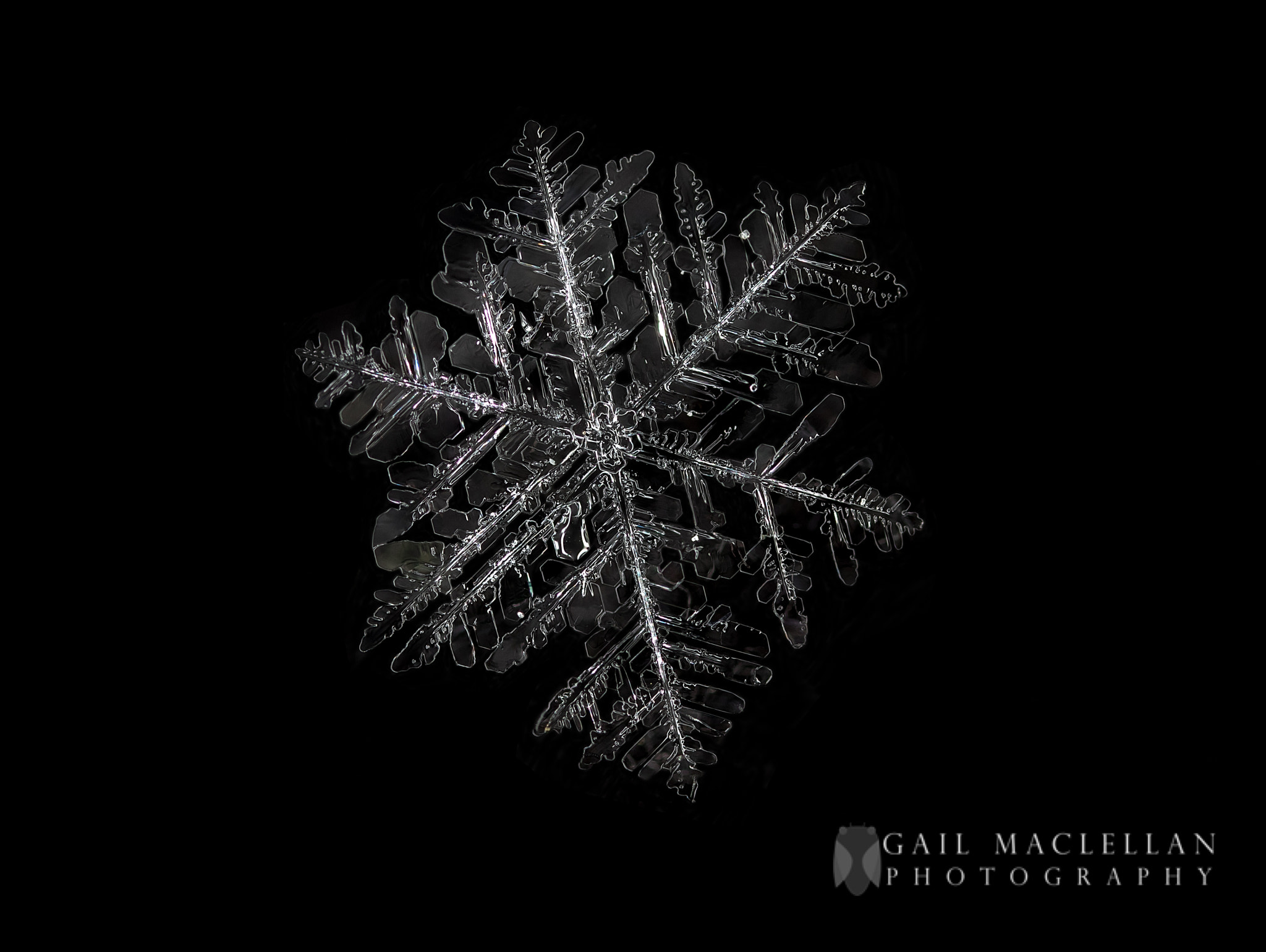 Canon EOS 7D Mark II sample photo. Ice feather photography