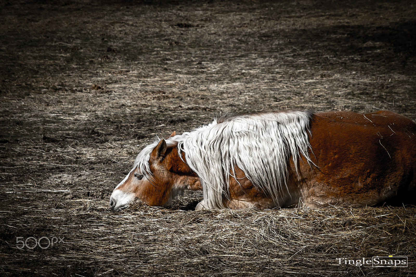 Sigma 24-70mm F2.8 EX DG HSM sample photo. Sleeping horse photography