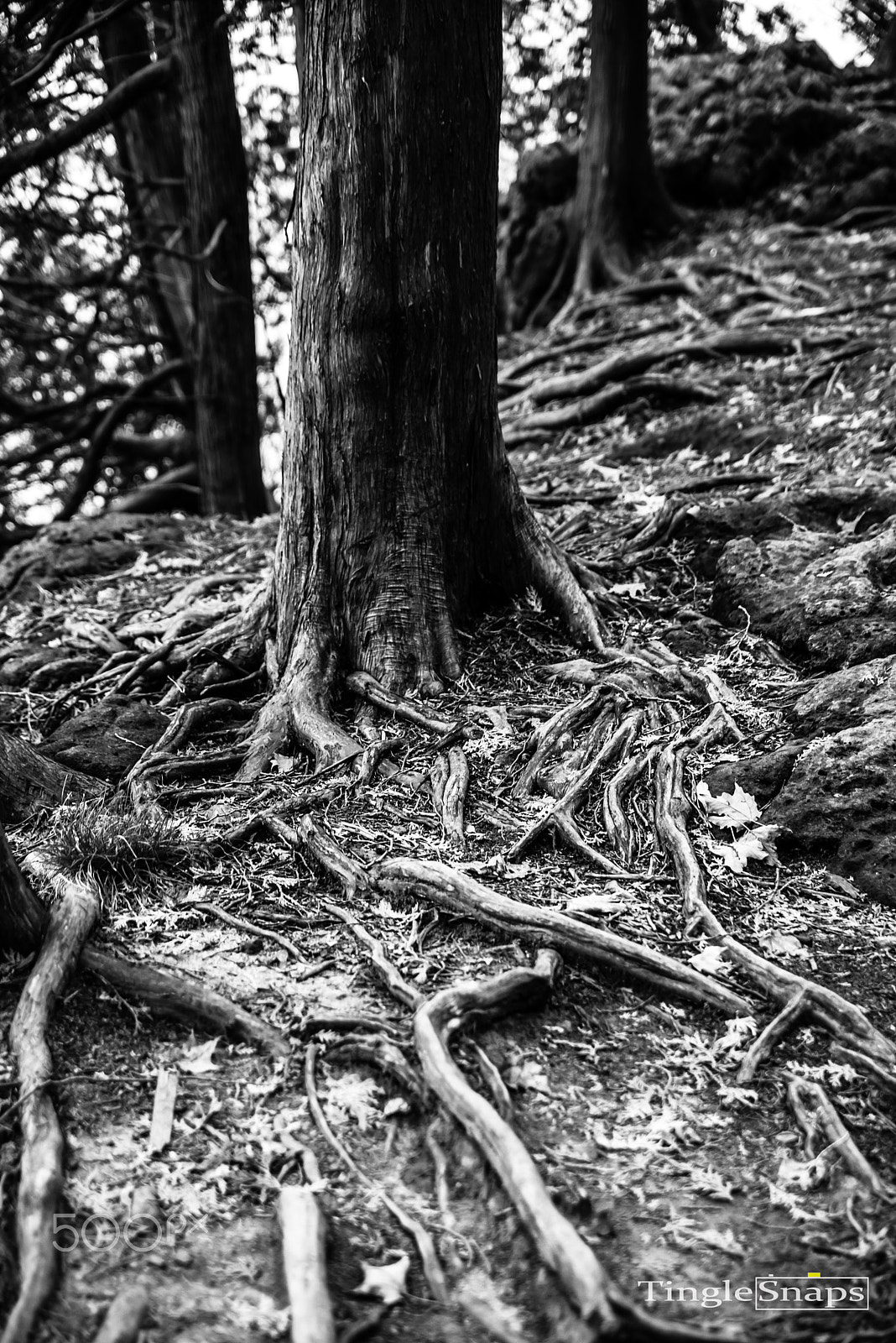 Nikon D600 + Sigma 24-70mm F2.8 EX DG HSM sample photo. Brucetrail mtnemo dsc photography