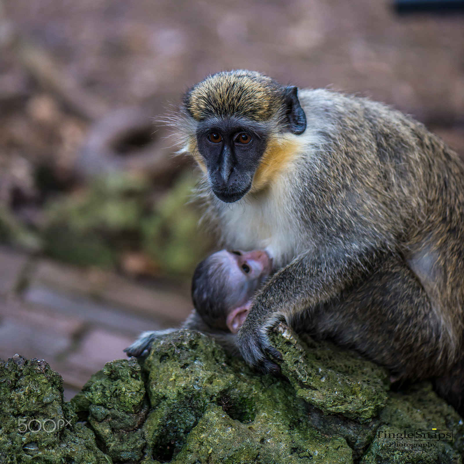 Nikon AF-S Micro-Nikkor 105mm F2.8G IF-ED VR sample photo. Monkey mum and baby photography