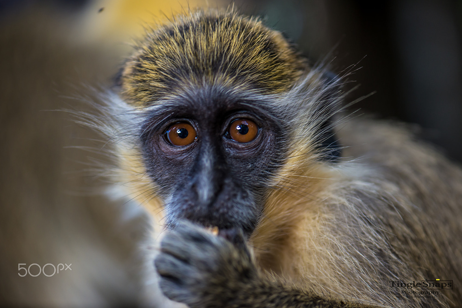 Nikon AF-S Micro-Nikkor 105mm F2.8G IF-ED VR sample photo. Monkey portrait photography