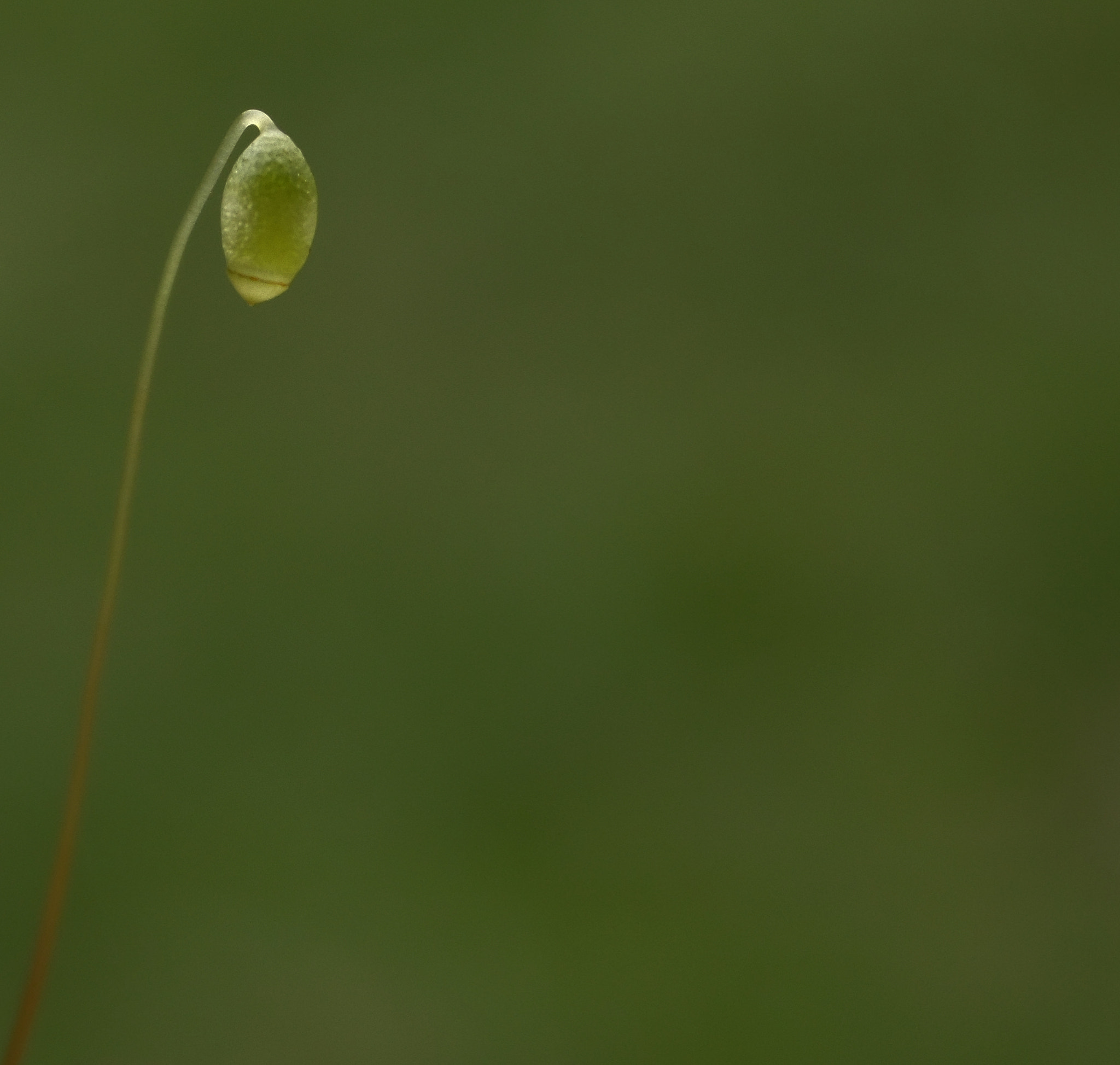 Samsung WB100/  WB101 sample photo. ~ spore ~ photography
