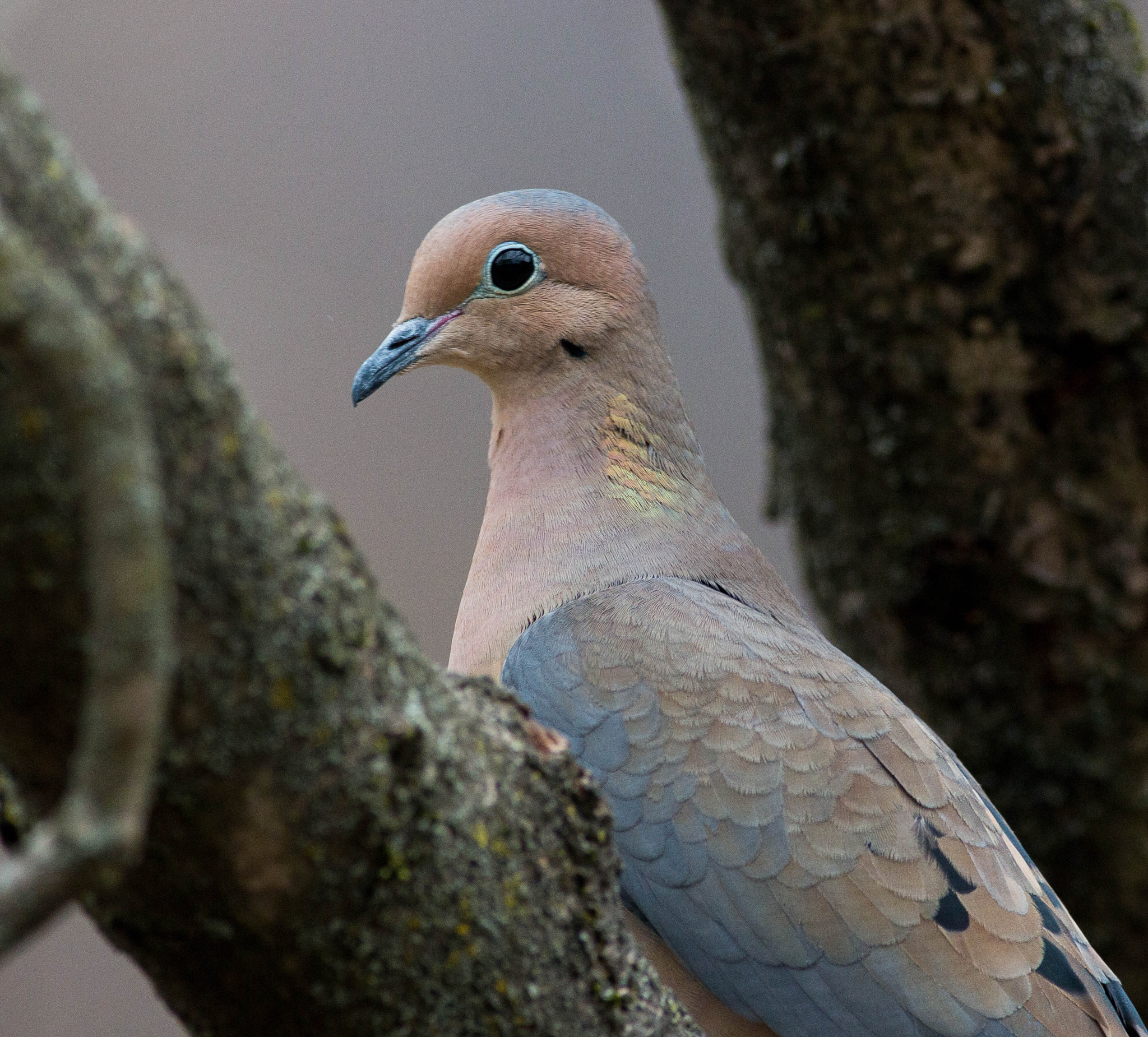 Canon EOS 70D + Canon EF 400mm F5.6L USM sample photo. Zenaida dove photography