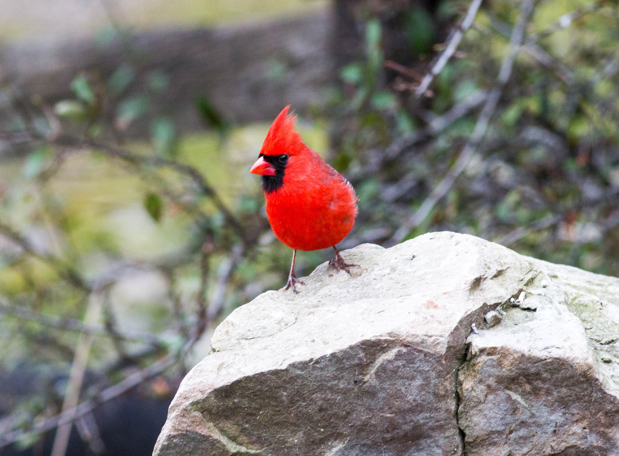 Canon EOS 70D + Canon EF 400mm F5.6L USM sample photo. Northern cardinal photography
