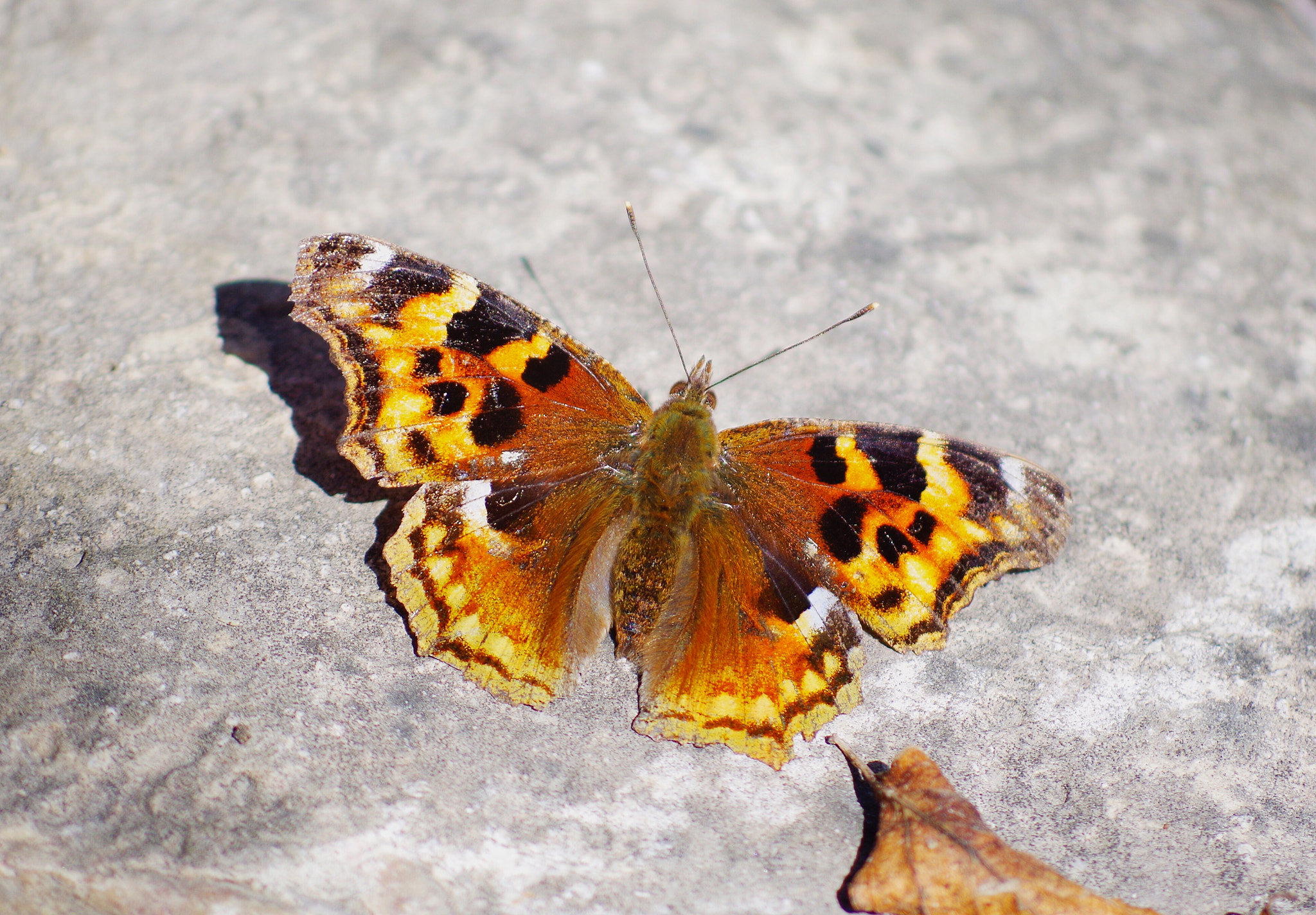 smc PENTAX-DA L 55-300mm F4-5.8 ED sample photo. Wing photography