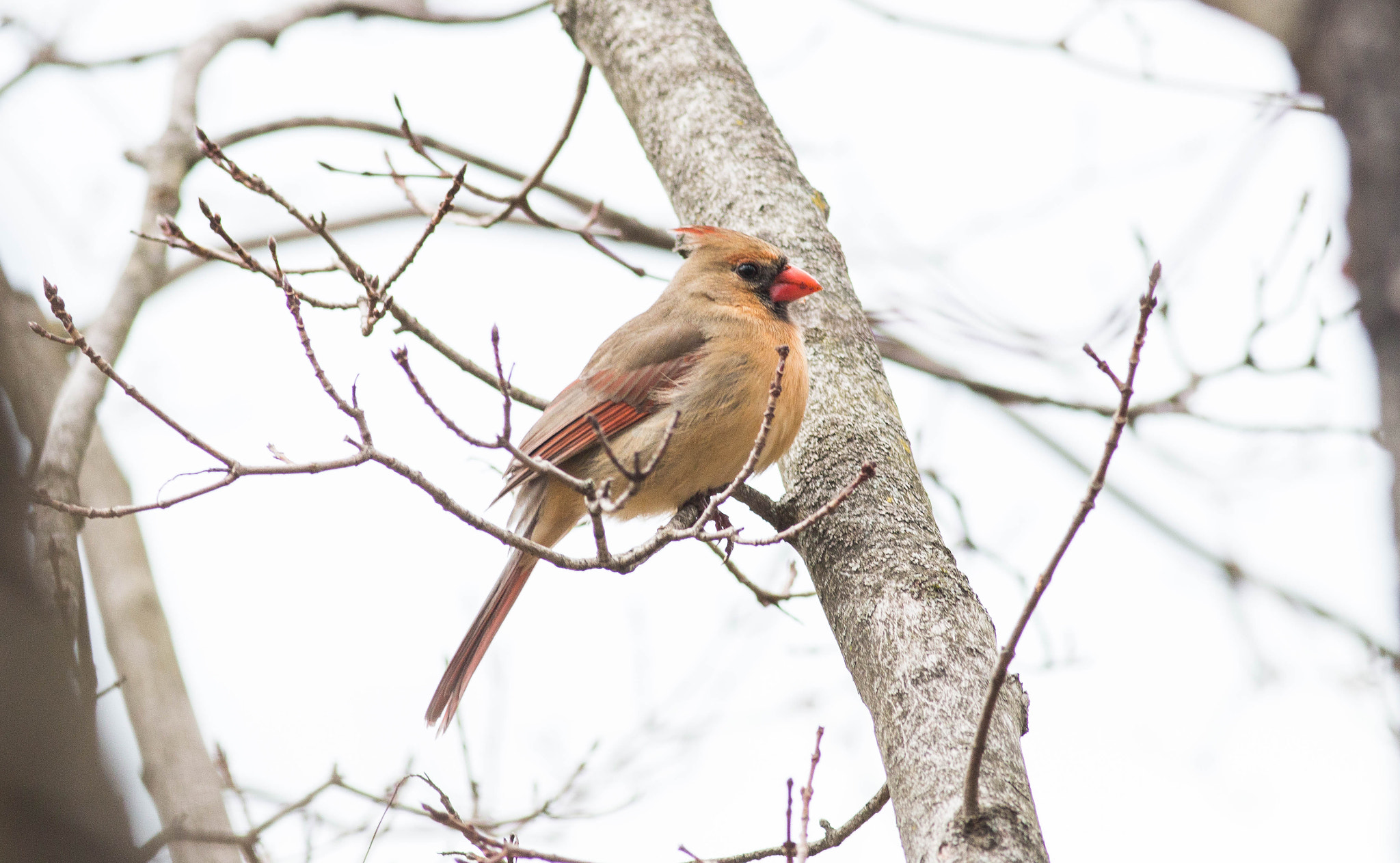 Canon EOS 70D + Canon EF 400mm F5.6L USM sample photo. Northern cardinal photography