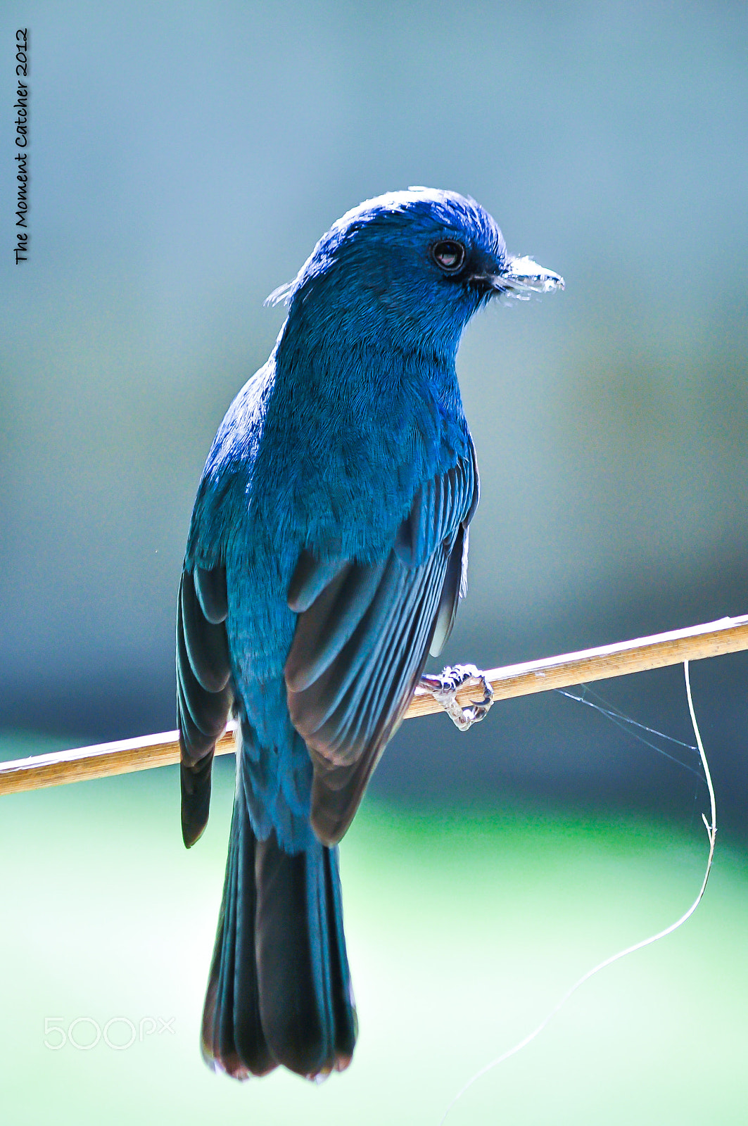 Nikon D5000 sample photo. ''nilgiri flycatcher (eumyias albicaudatus)'' photography
