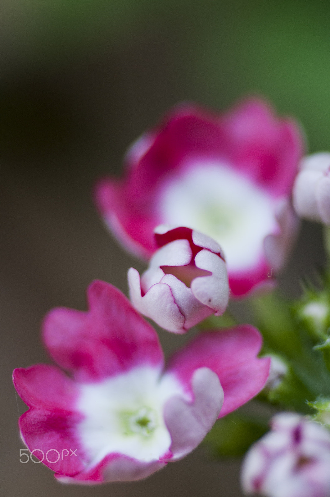 Nikon D90 sample photo. Do you know the name of this flower?? photography