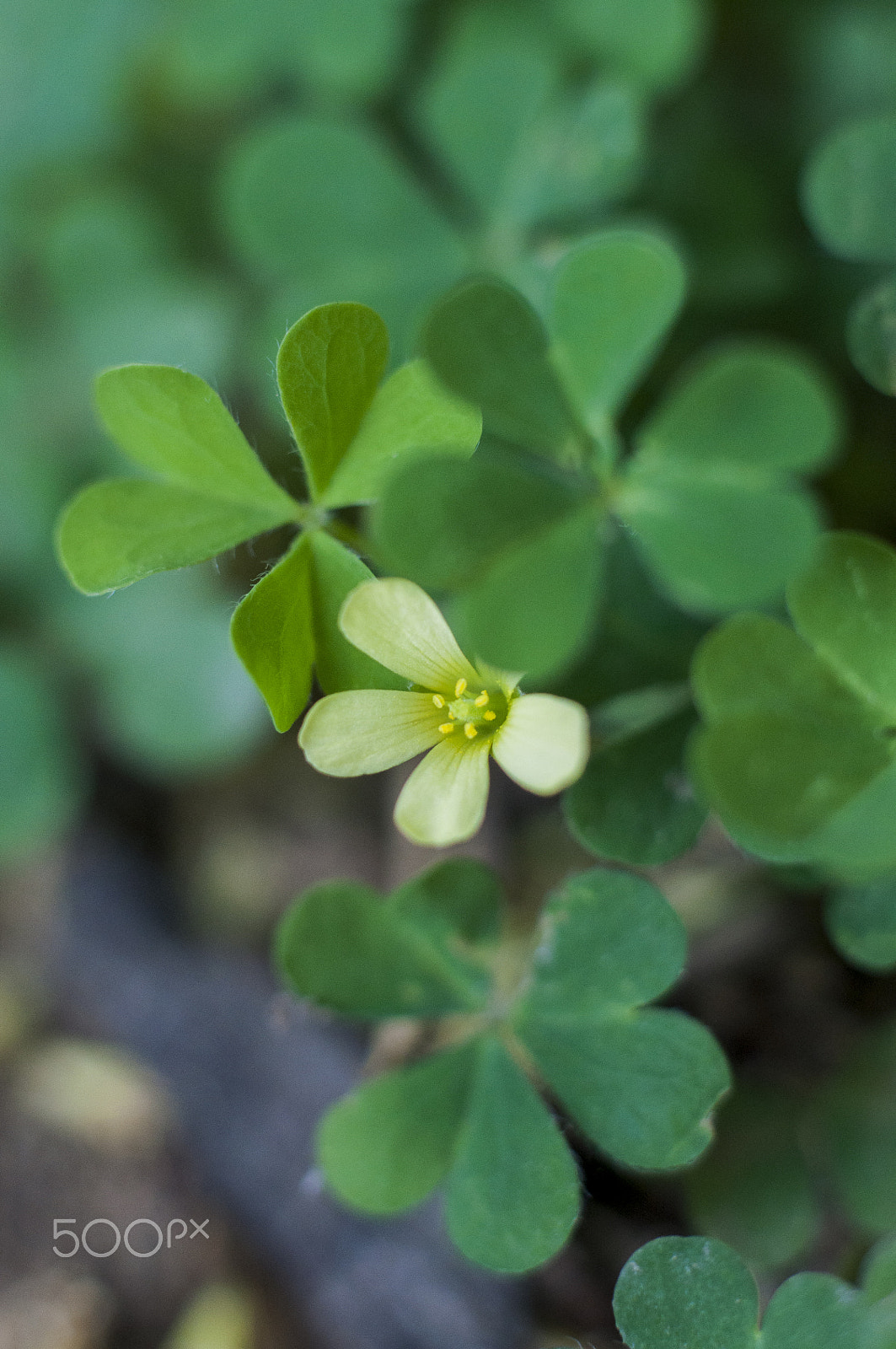 Nikon D90 sample photo. Oxalis leaves... nature is amazing photography