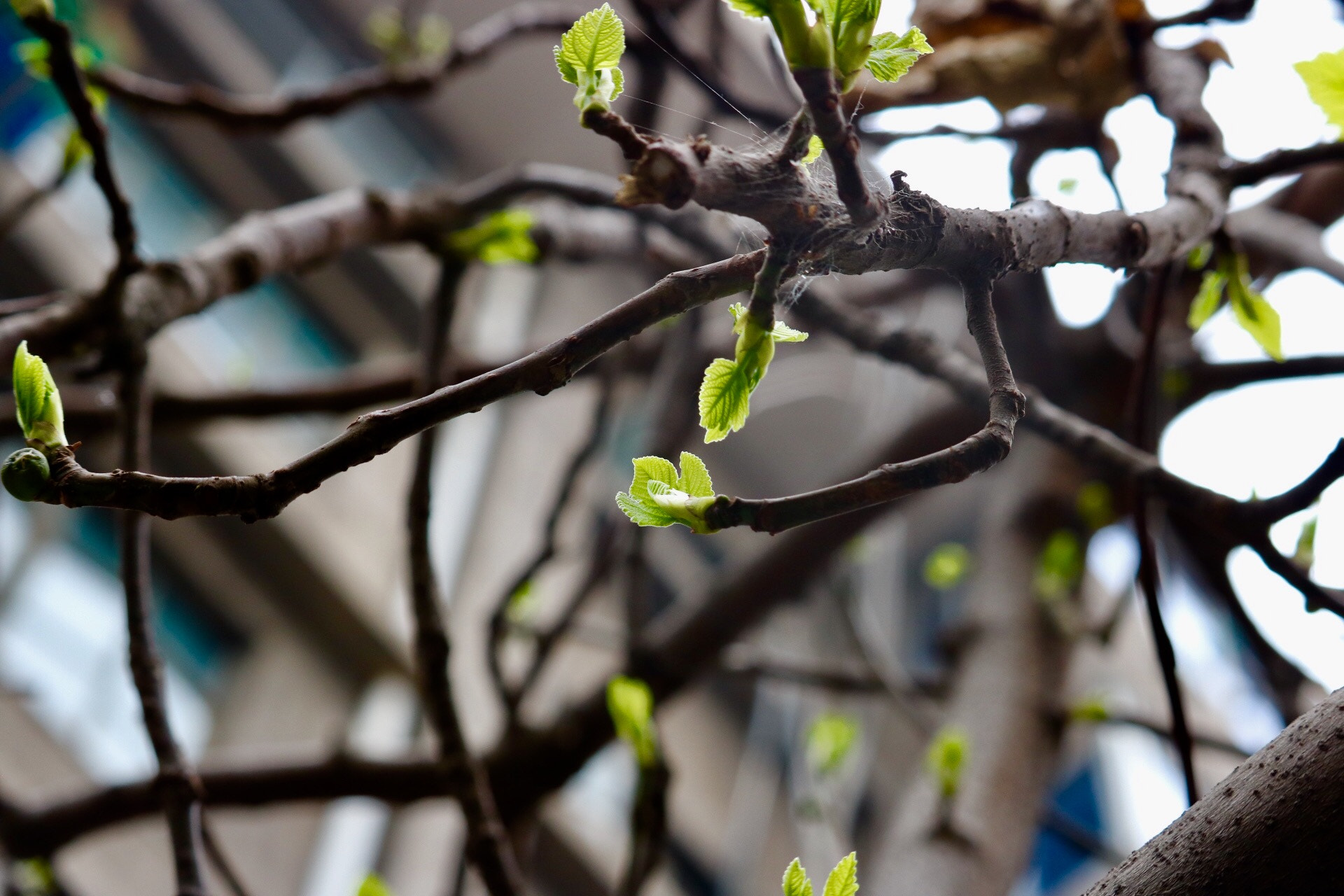Canon EF-S 55-250mm F4-5.6 IS STM sample photo