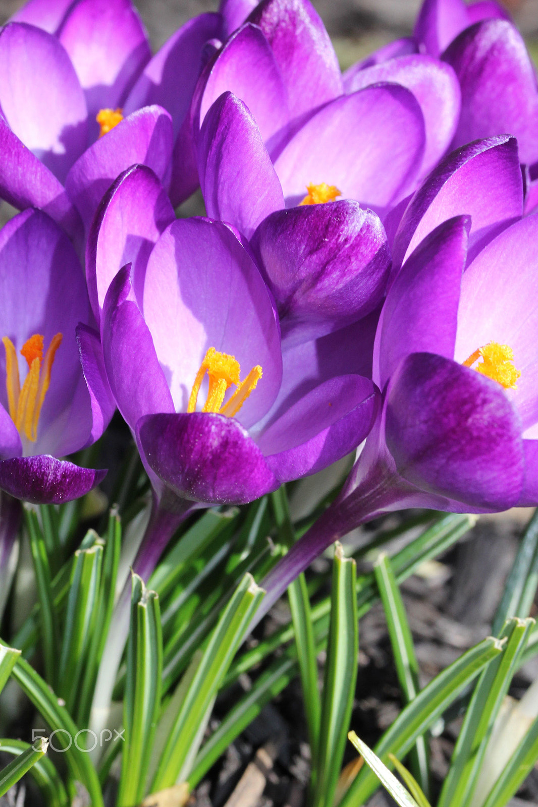 Canon EF-S 60mm F2.8 Macro USM sample photo. Violet crocus photography