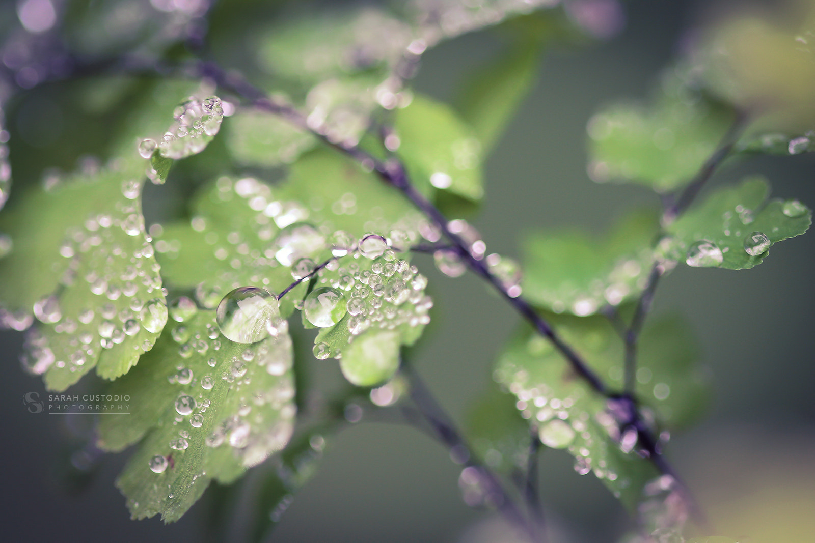 Canon EF 100mm F2.8 Macro USM sample photo. Glass beads photography