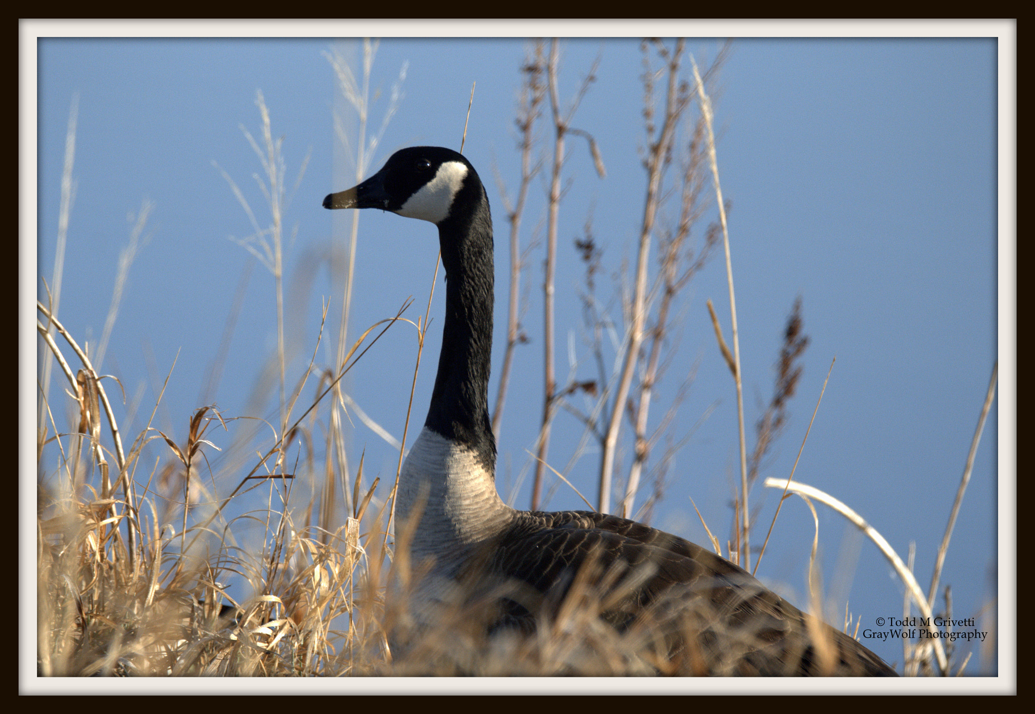 Tamron SP 150-600mm F5-6.3 Di VC USD sample photo. In the weeds photography