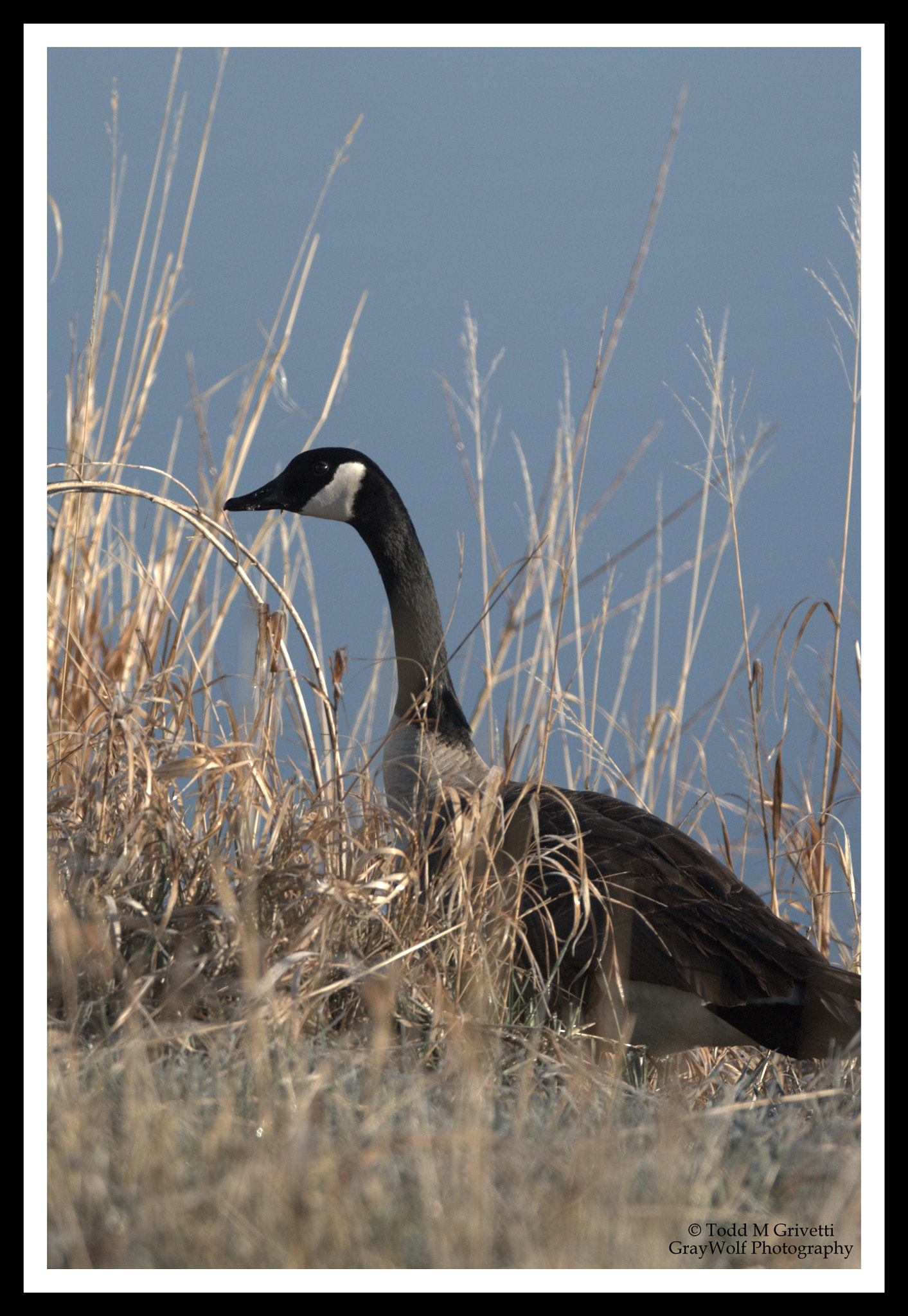 Tamron SP 150-600mm F5-6.3 Di VC USD sample photo. Img photography